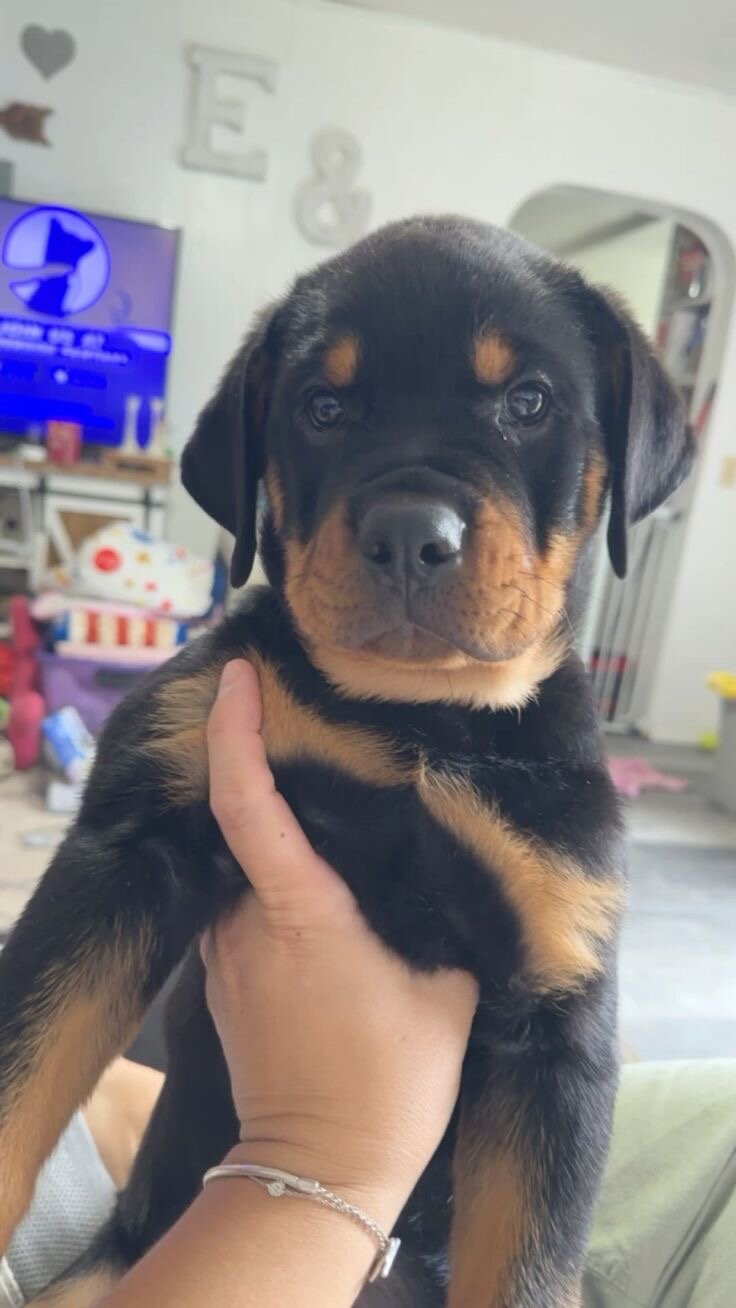 Rottweiler puppy image 6