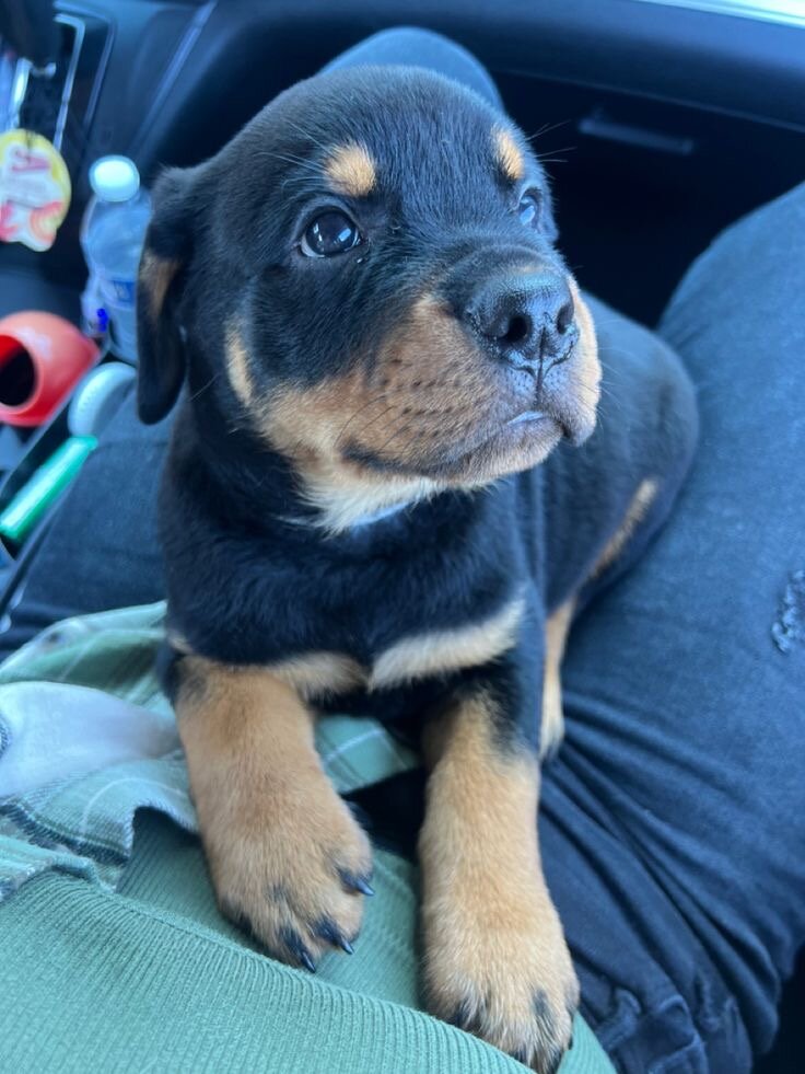 Rottweiler puppy image 1
