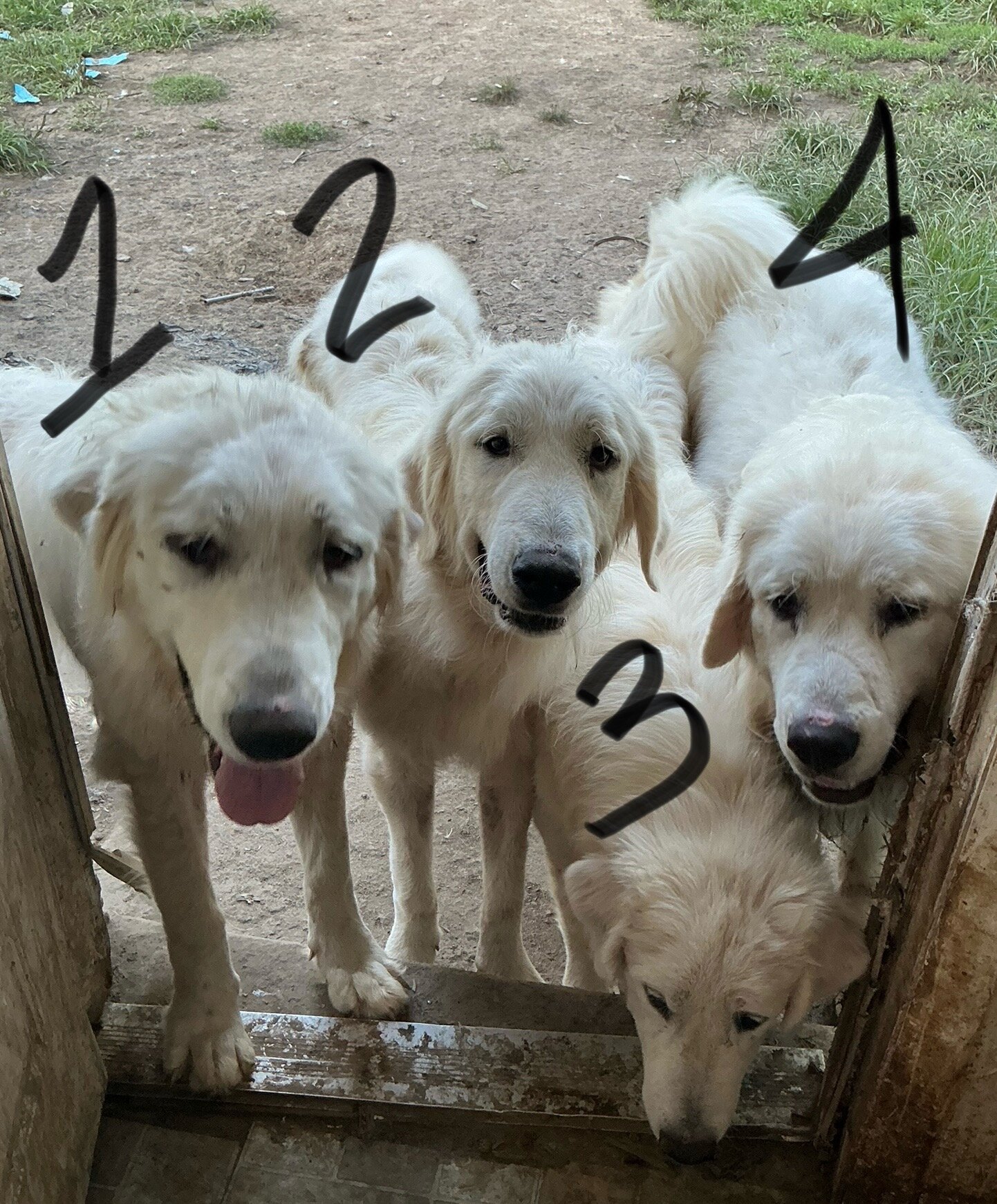 Great Pyrenees image 1