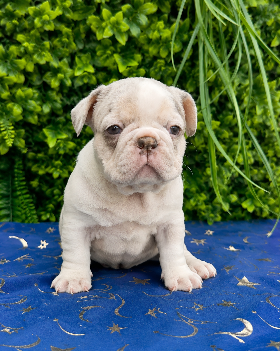 French bulldog puppies — available soon 🐾 image 5