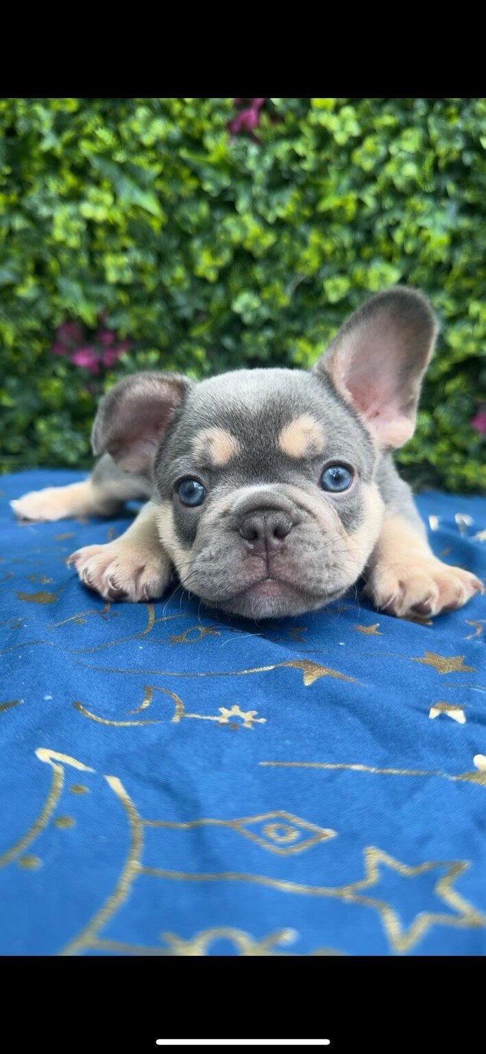 French bulldog puppies — available soon 🐾 image 1