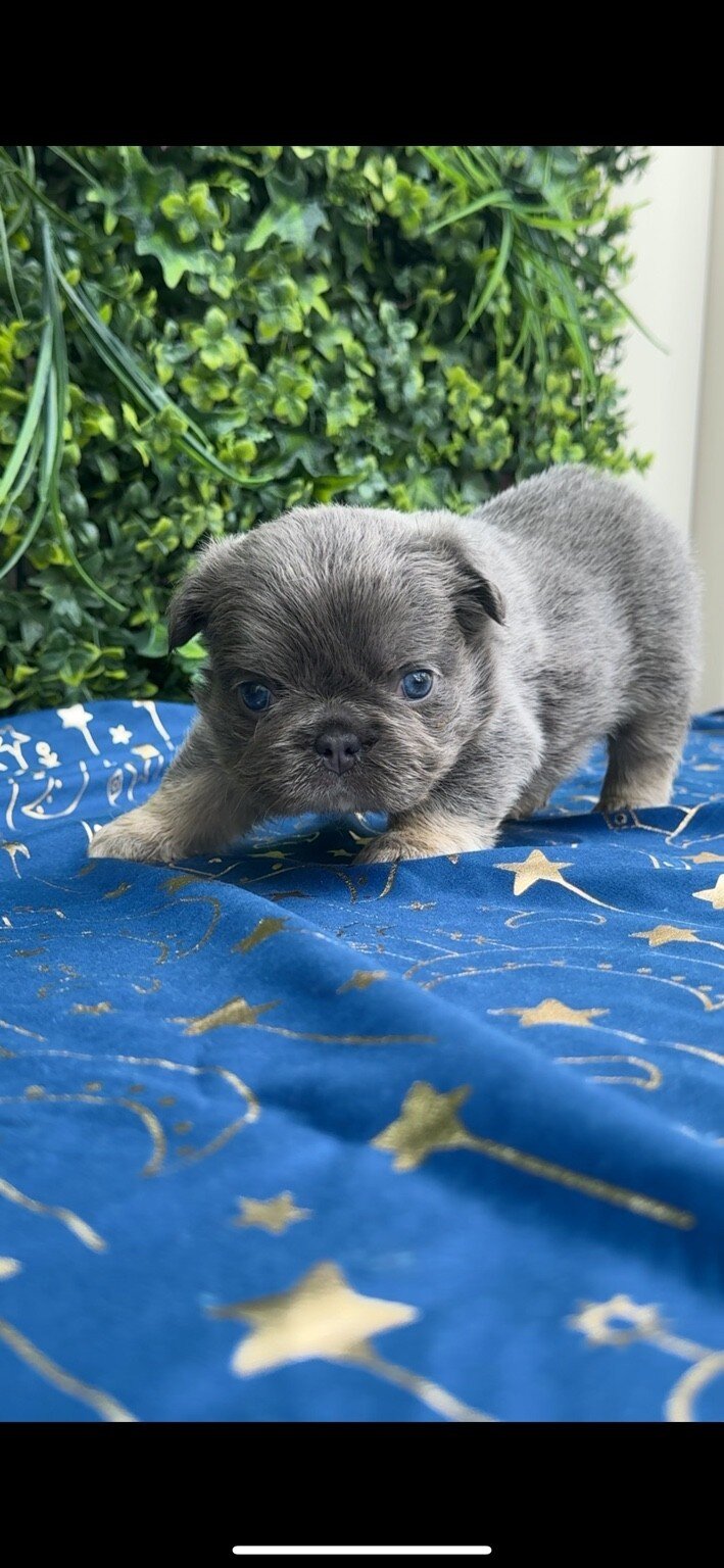 French bulldog puppies — available soon 🐾 image 2