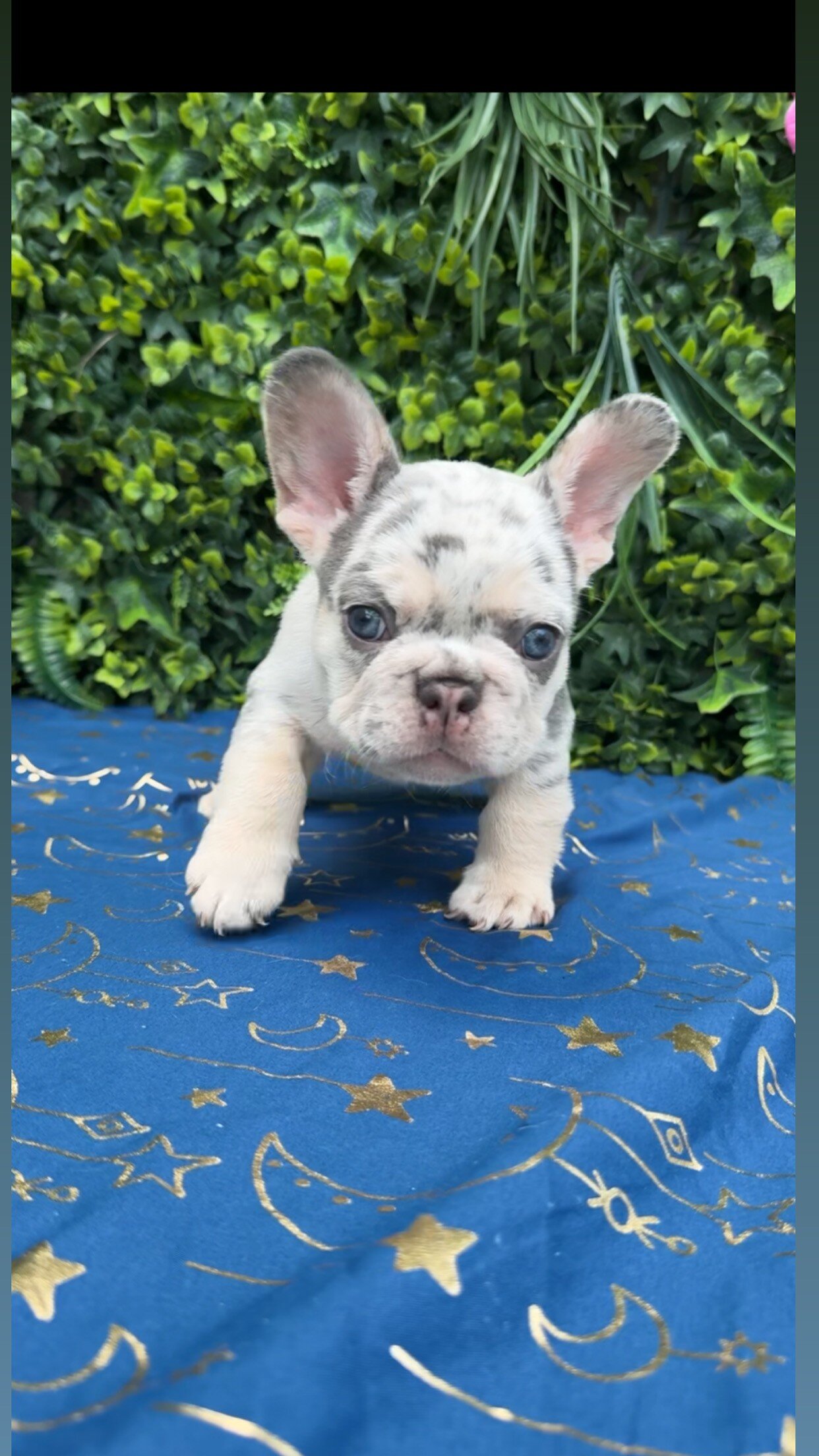 French bulldog puppies — available soon 🐾 image 3
