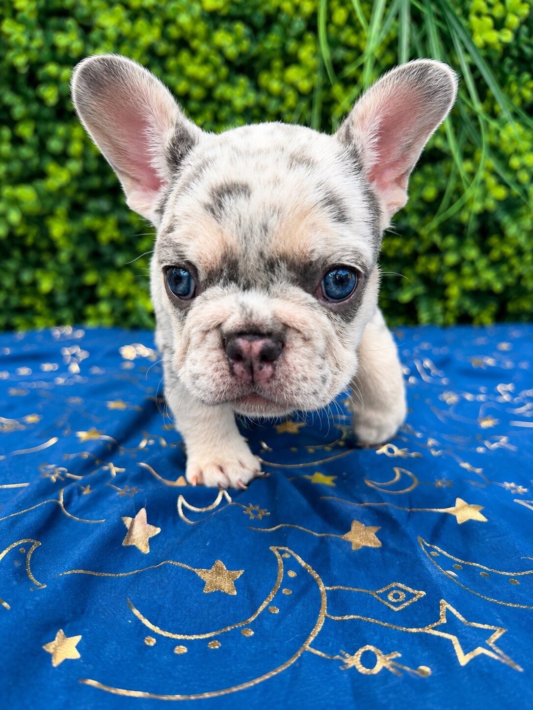French bulldog puppies — available soon 🐾 image 4