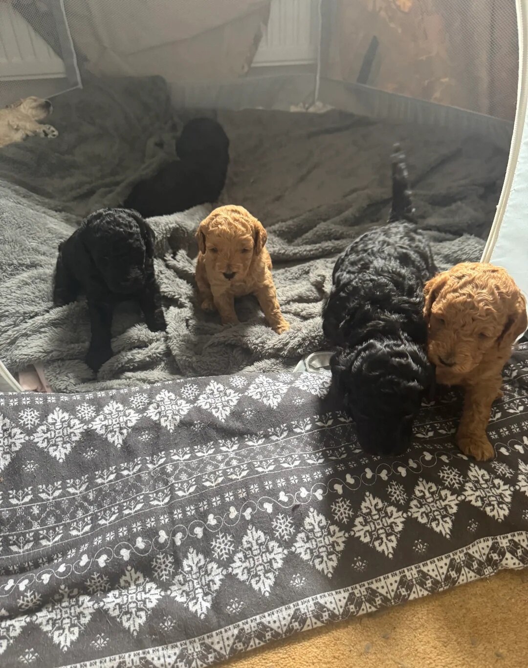 Friendly Toy Poodles image 1