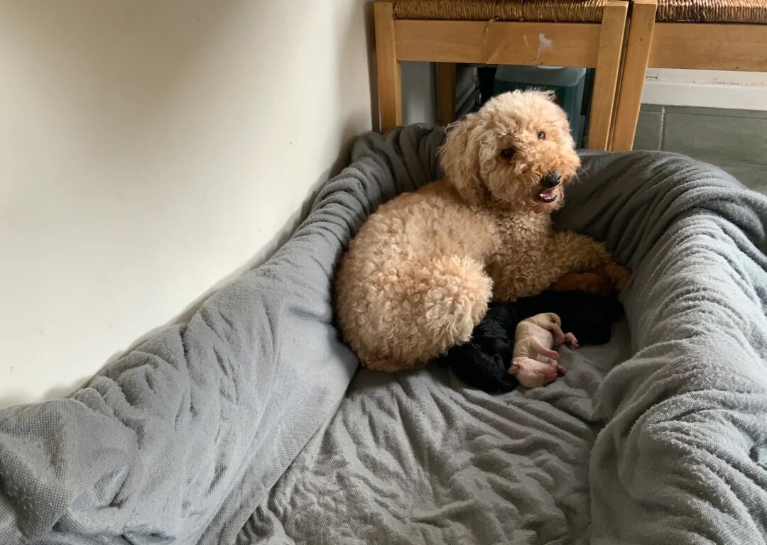 Friendly Toy Poodles image 3