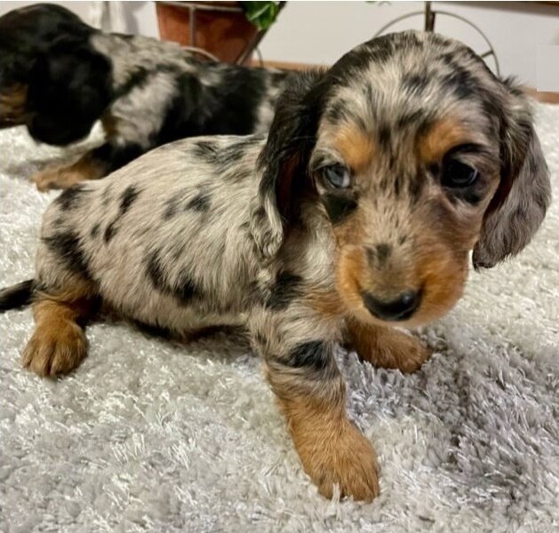 Loving Home Friends - Doxies image 1