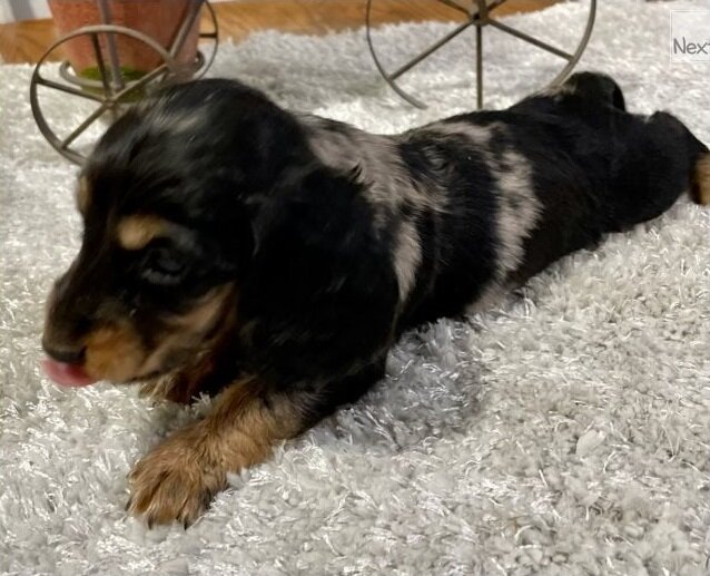 Loving Home Friends - Doxies image 2
