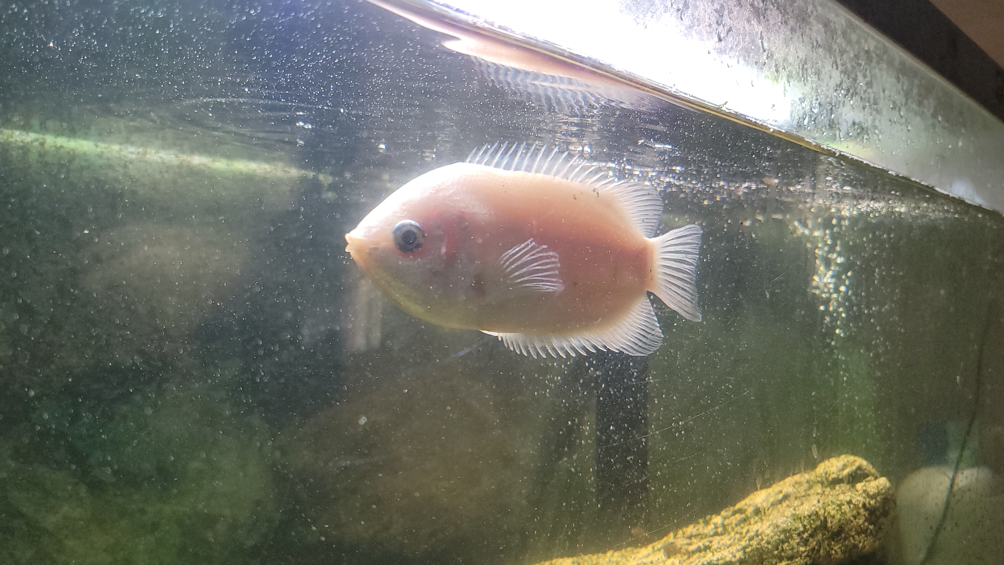 Rehoming Old Kissing Gourami image 1