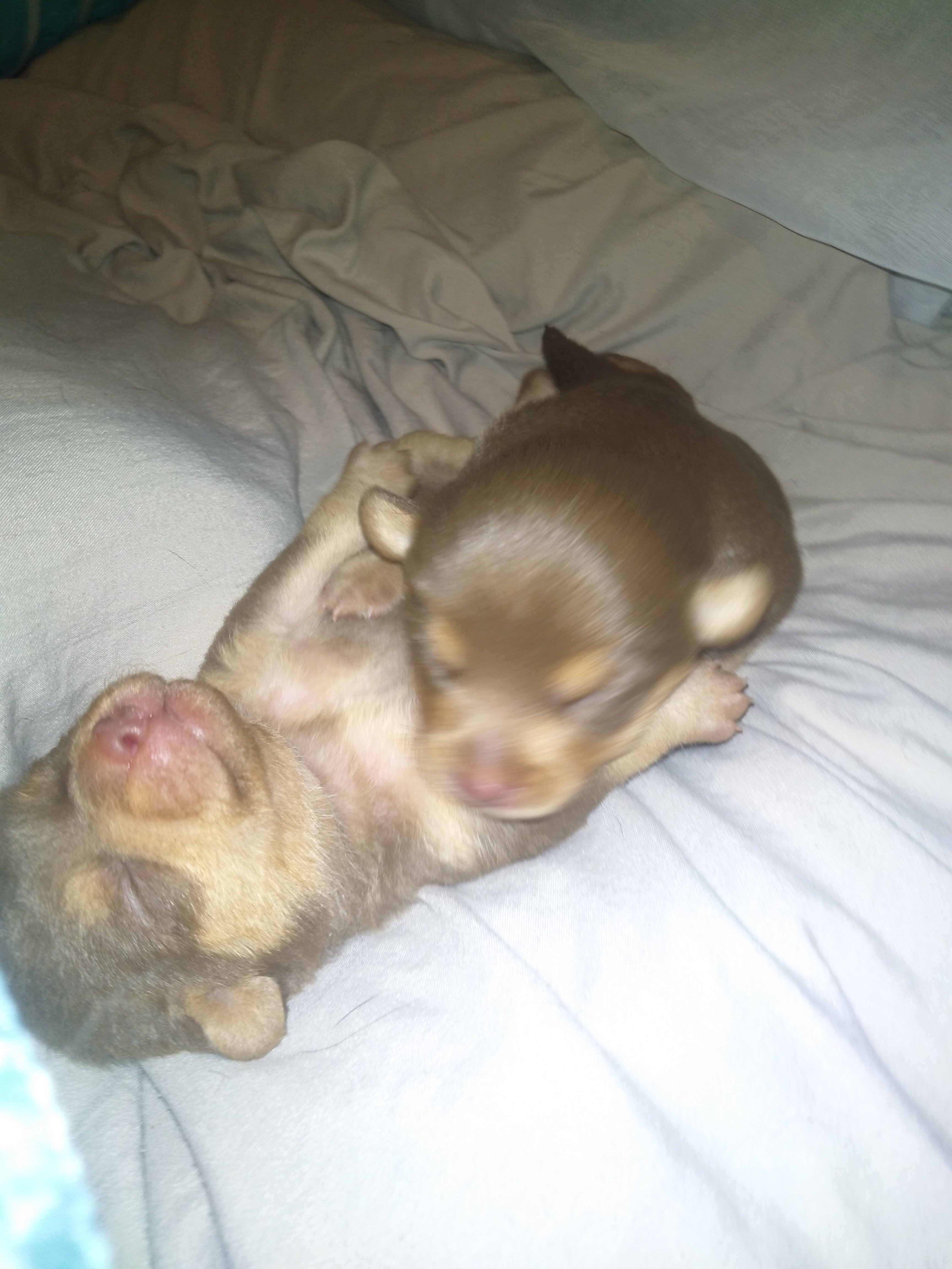 Puppy's image 1