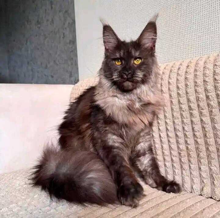 5 Precious Maine Coon Kittens Searching for Their image 1