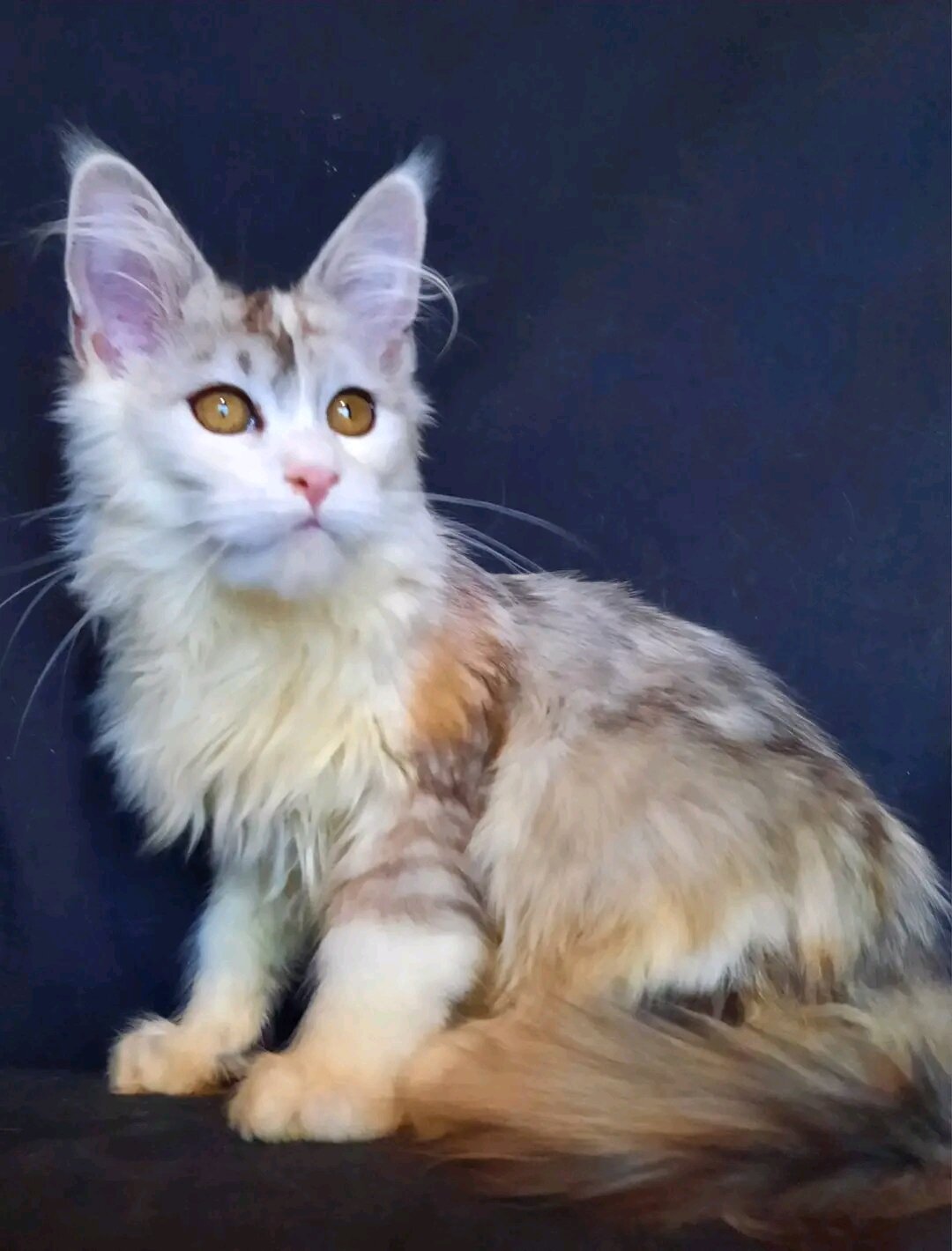 5 Precious Maine Coon Kittens Searching for Their image 2