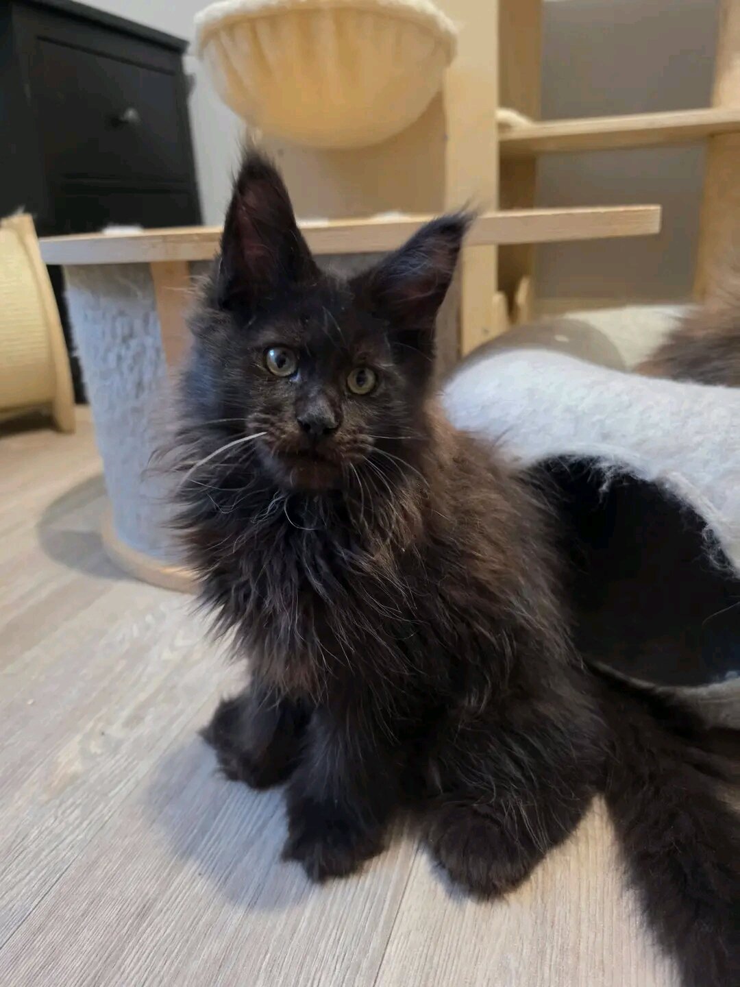 5 Precious Maine Coon Kittens Searching for Their image 4