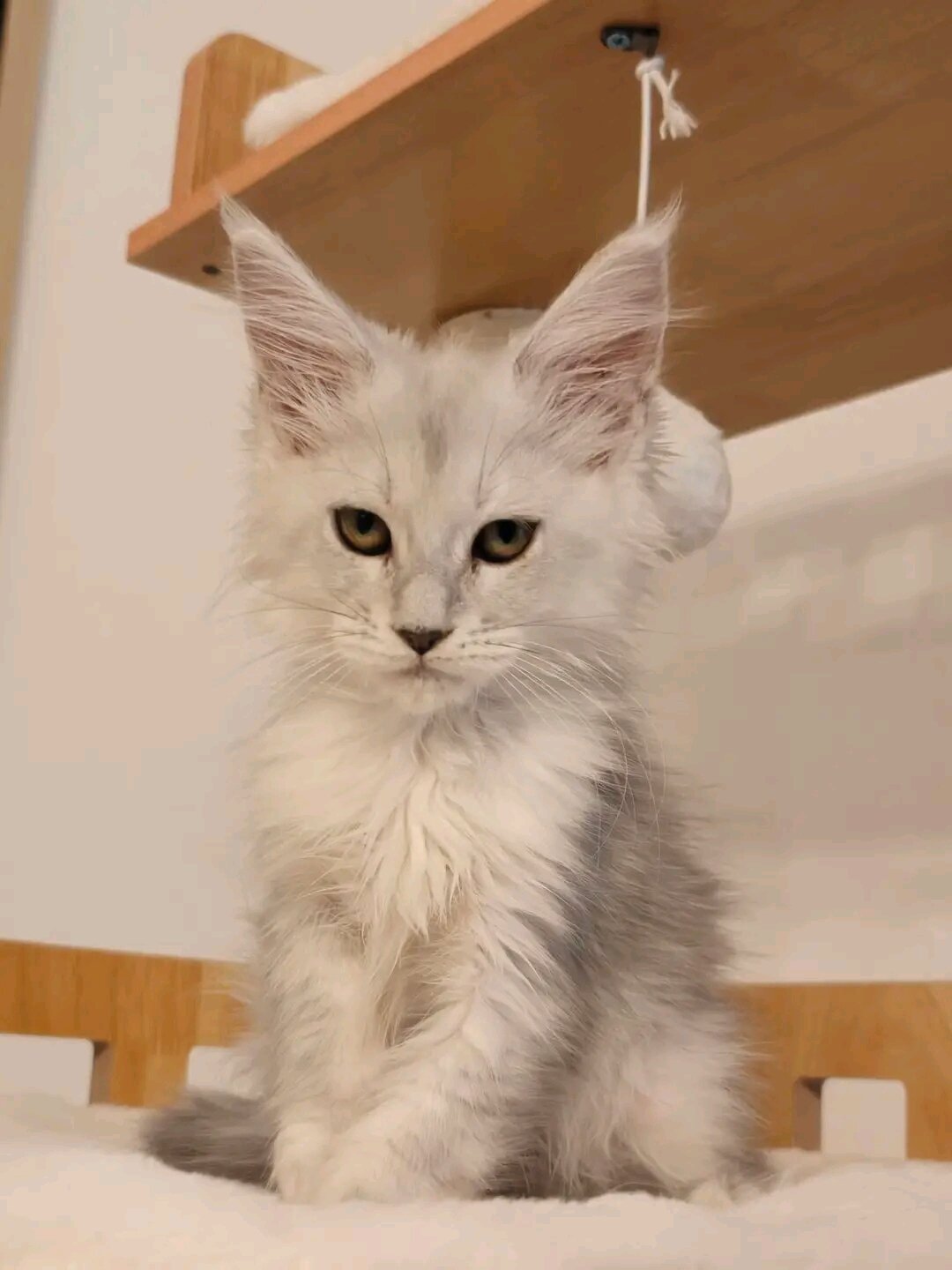 5 Precious Maine Coon Kittens Searching for Their image 3