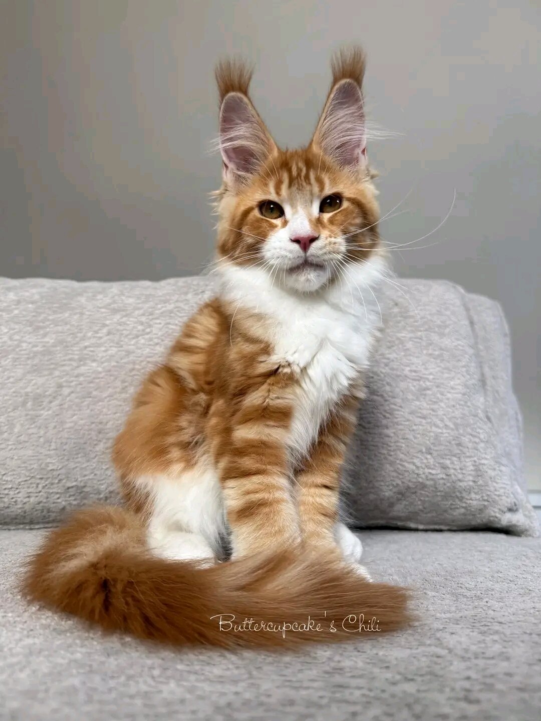 5 Precious Maine Coon Kittens Searching for Their image 5