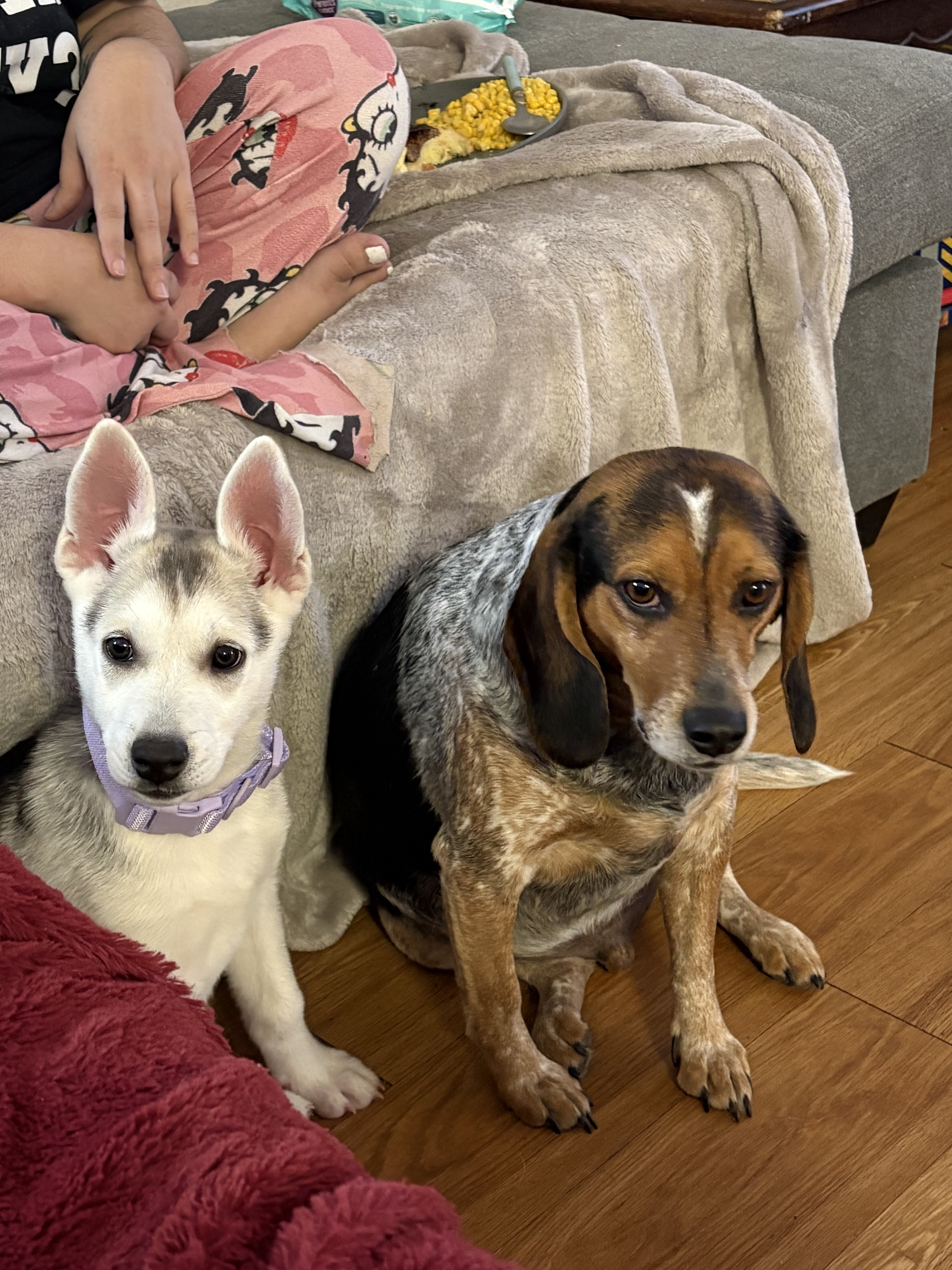 Shepsky image 3