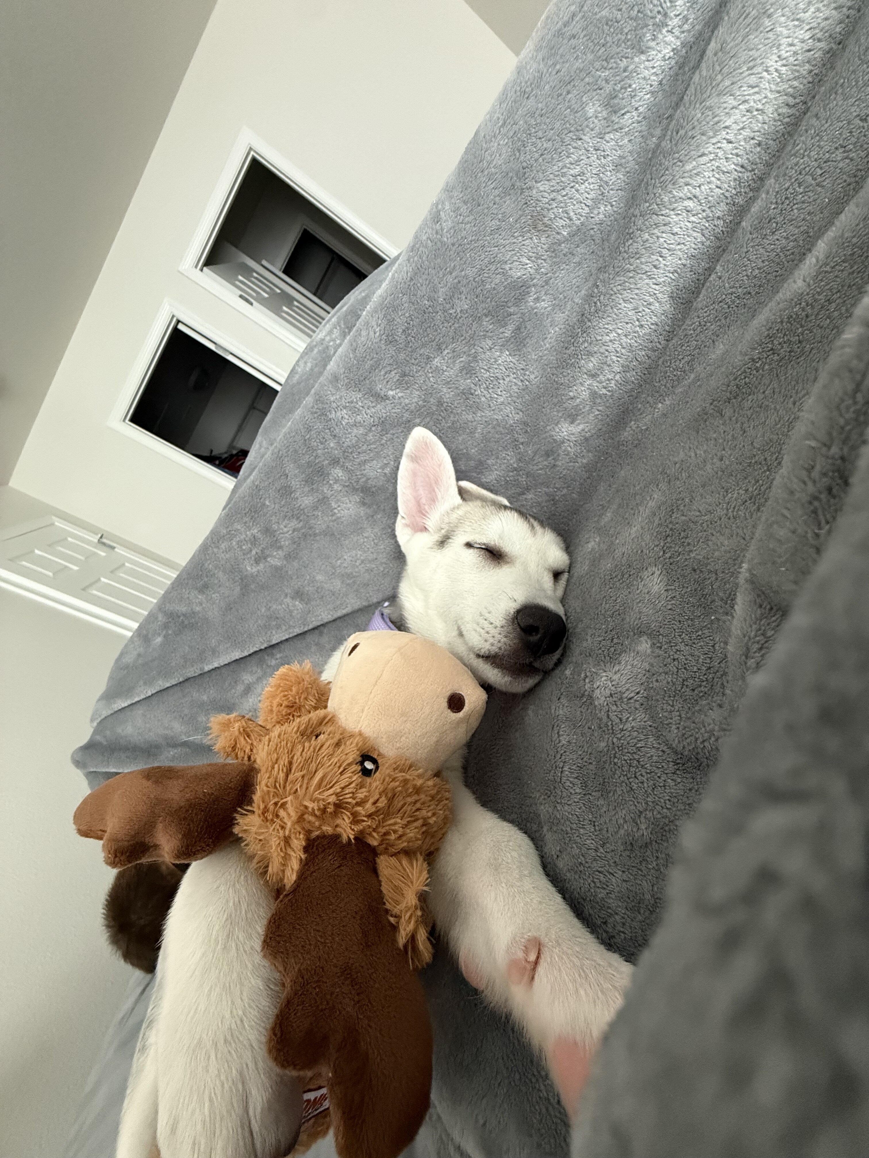 Shepsky image 2