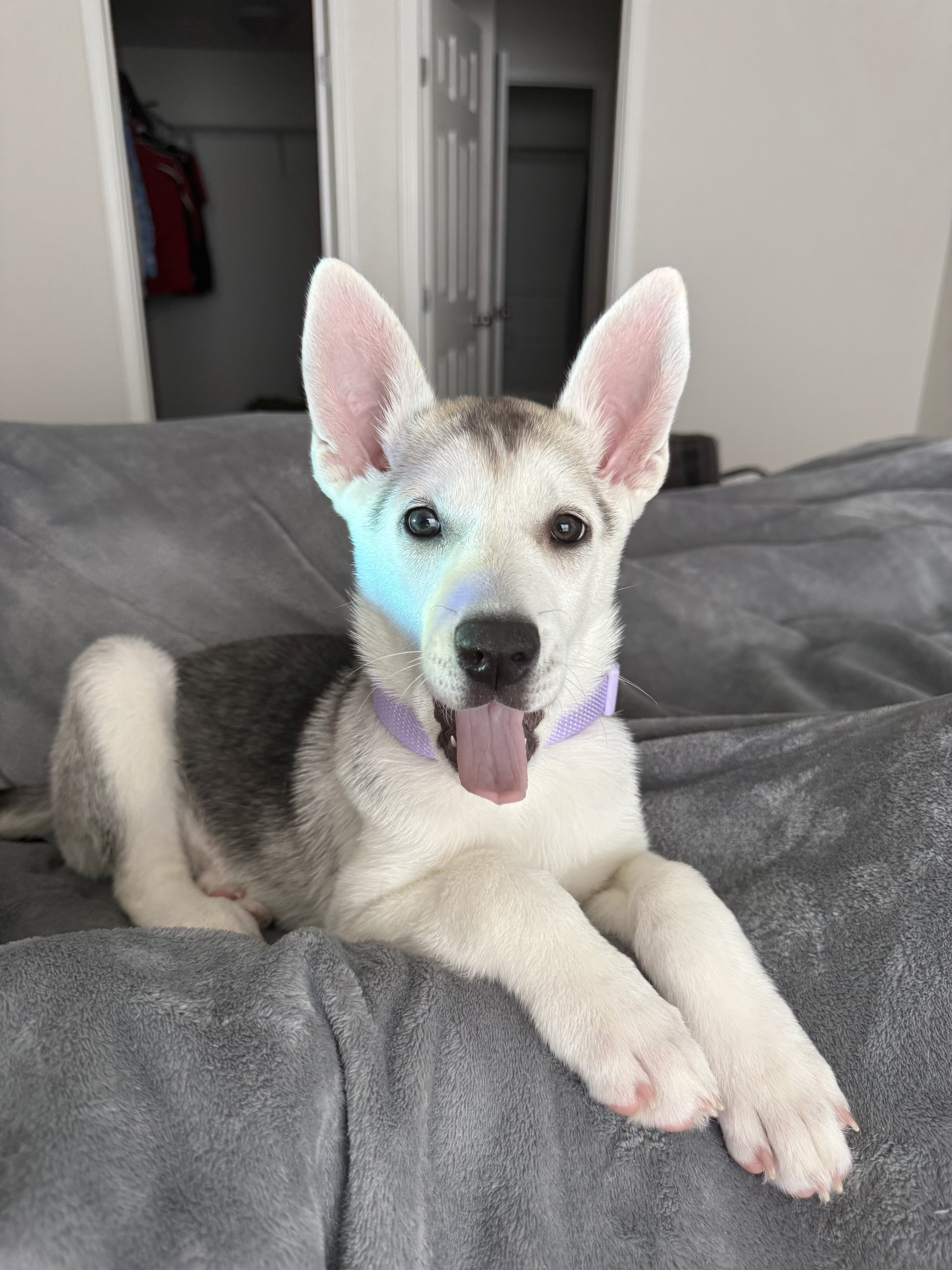 Shepsky image 1
