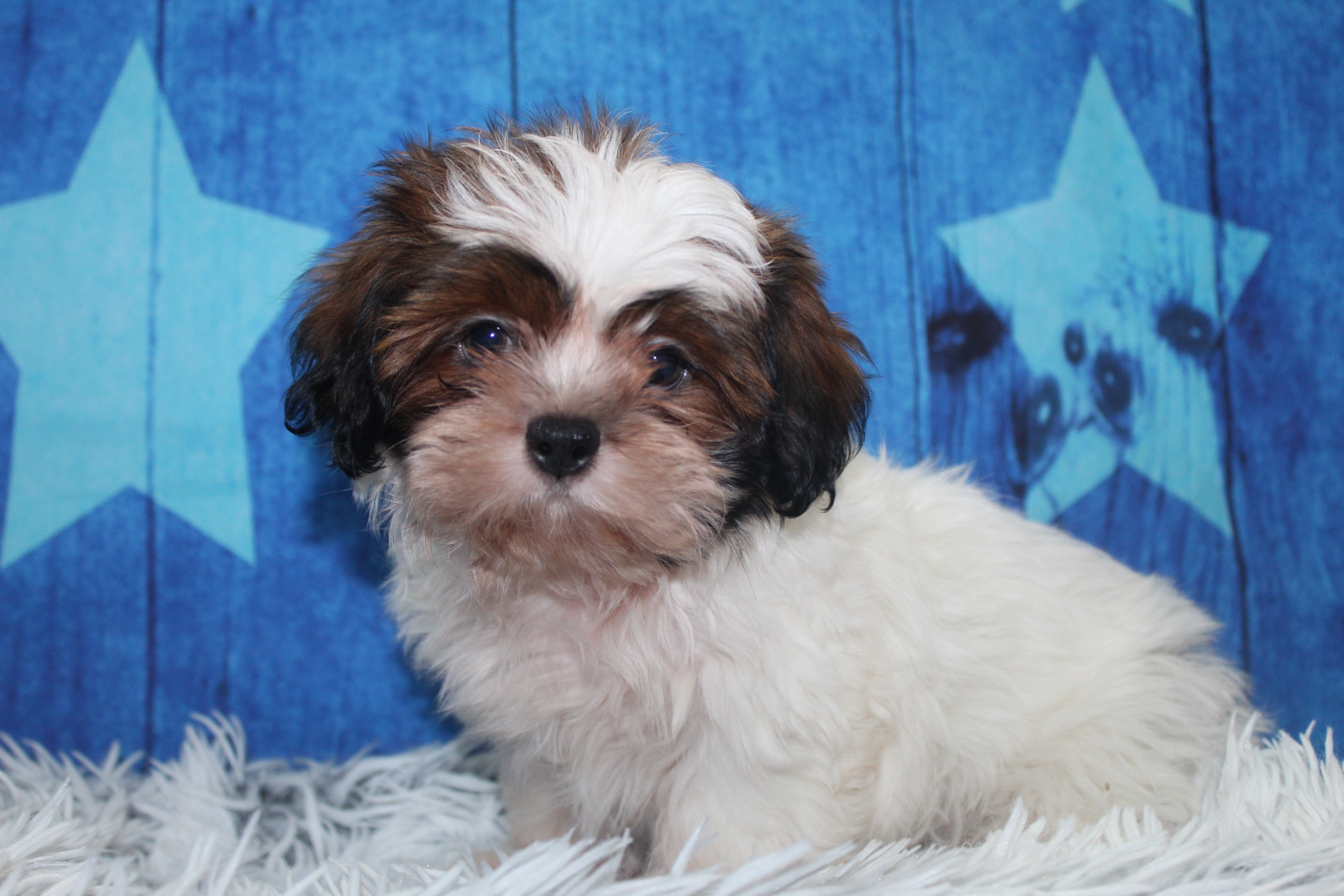 Shih tzu puppies image 1