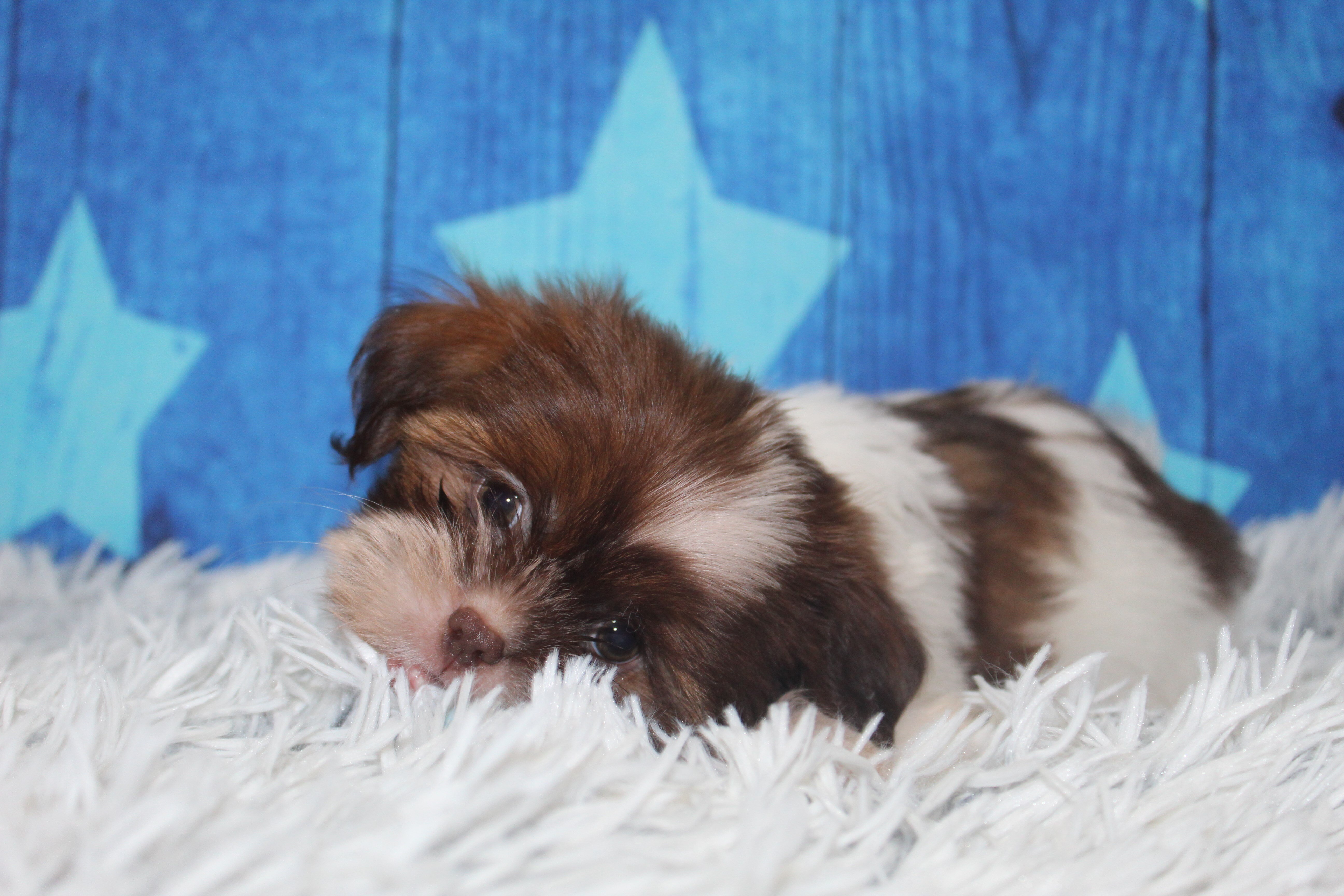Shih tzu puppies image 2