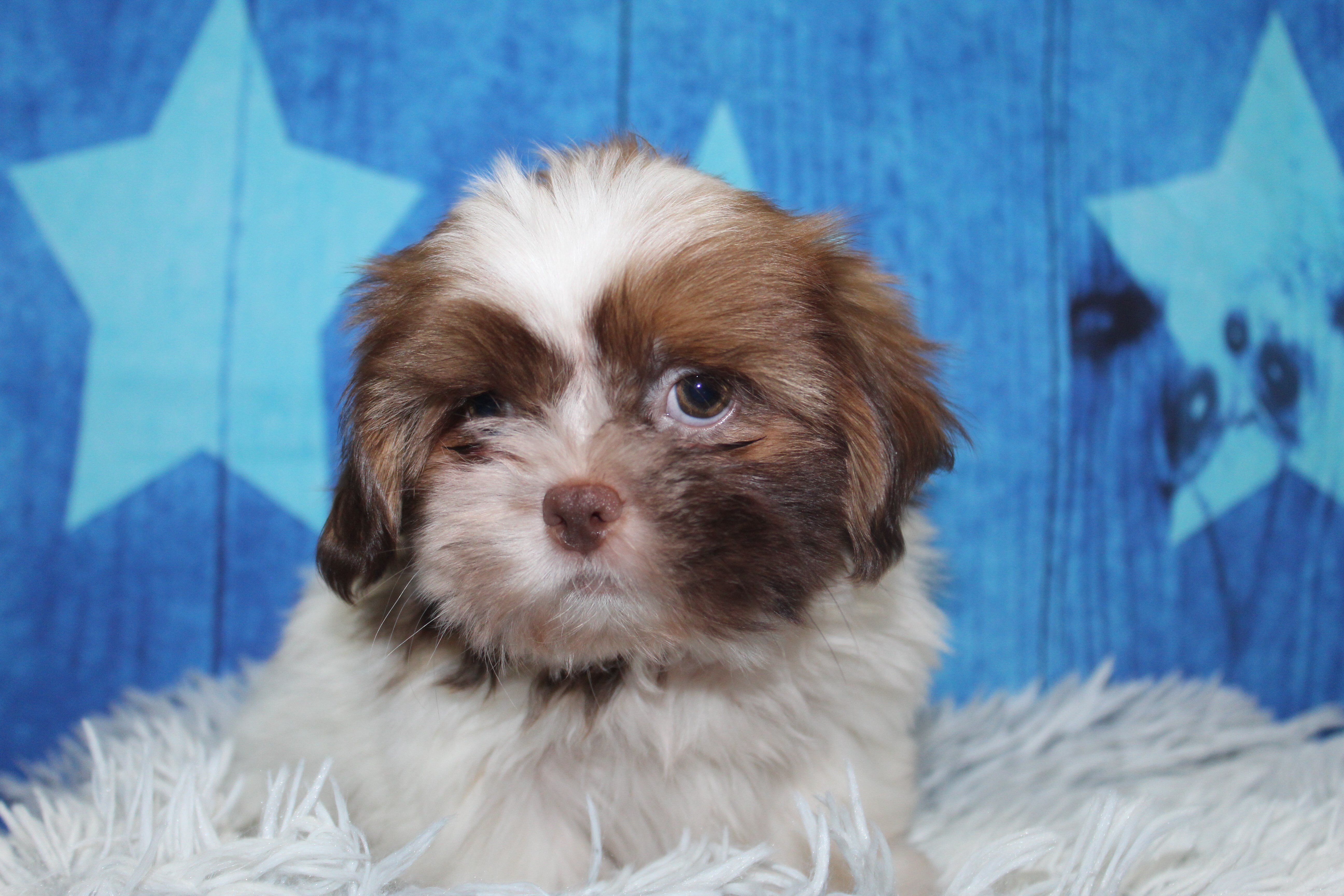 Shih tzu puppies image 3