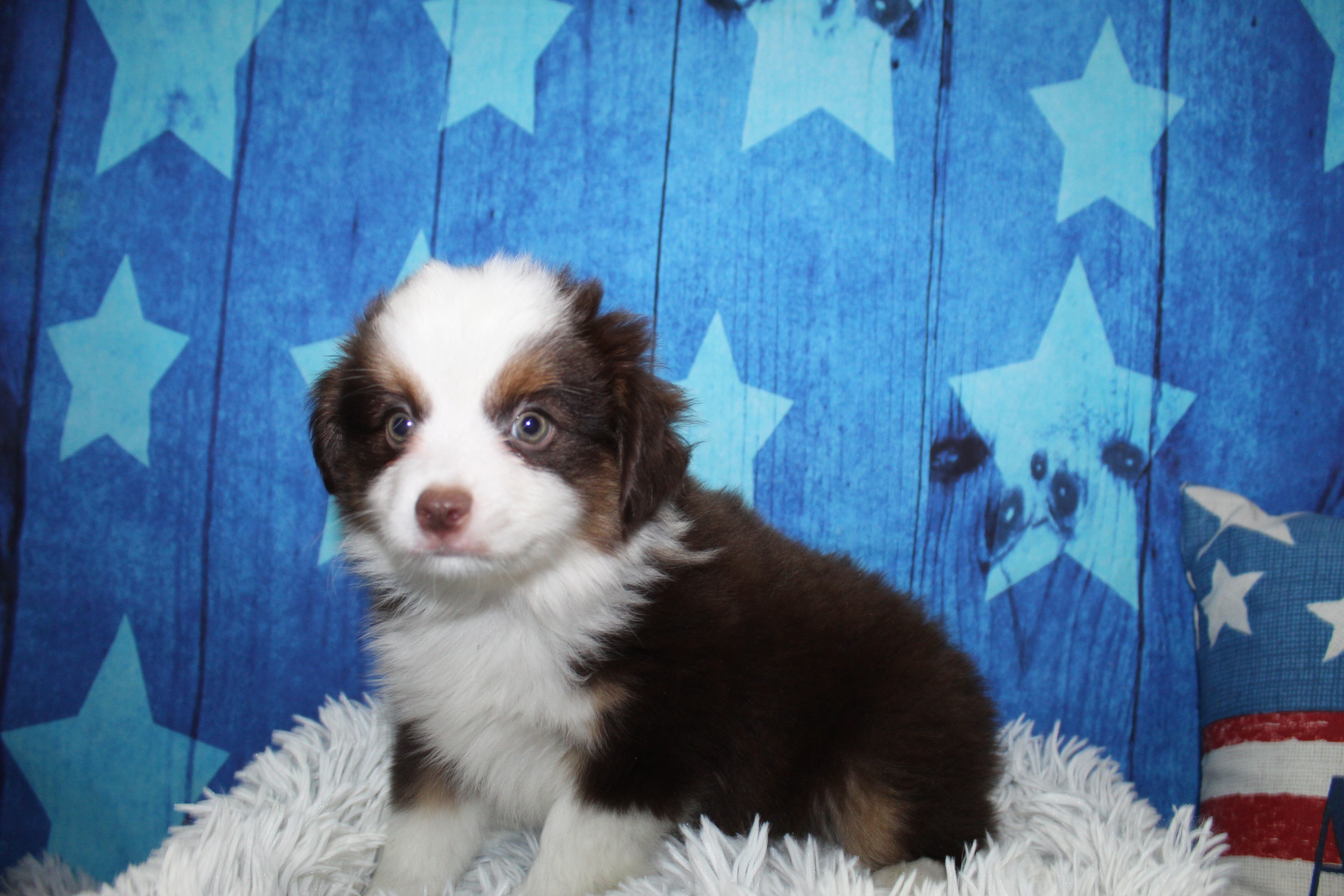 Toy Aussies image 1