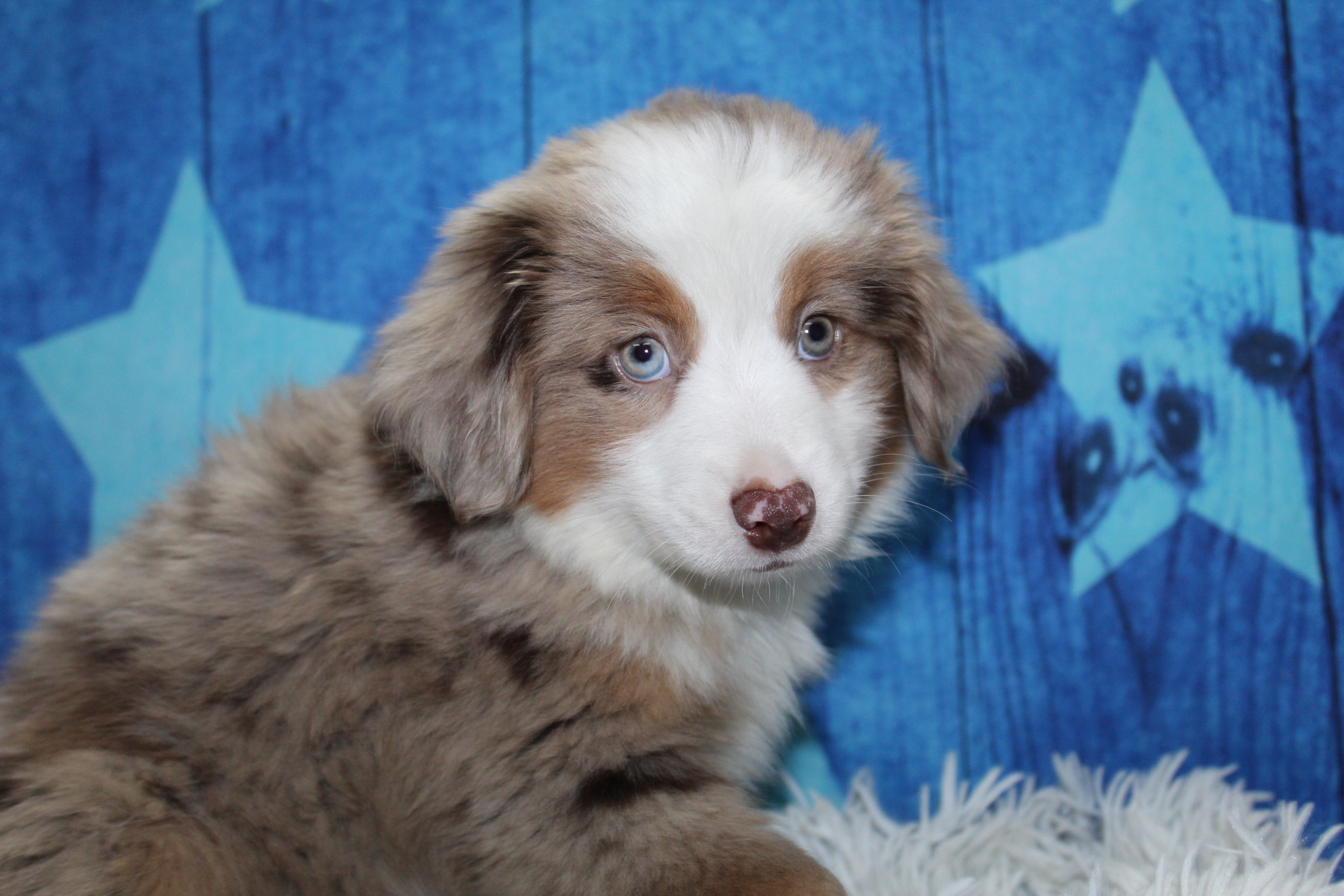 Toy Aussies image 2