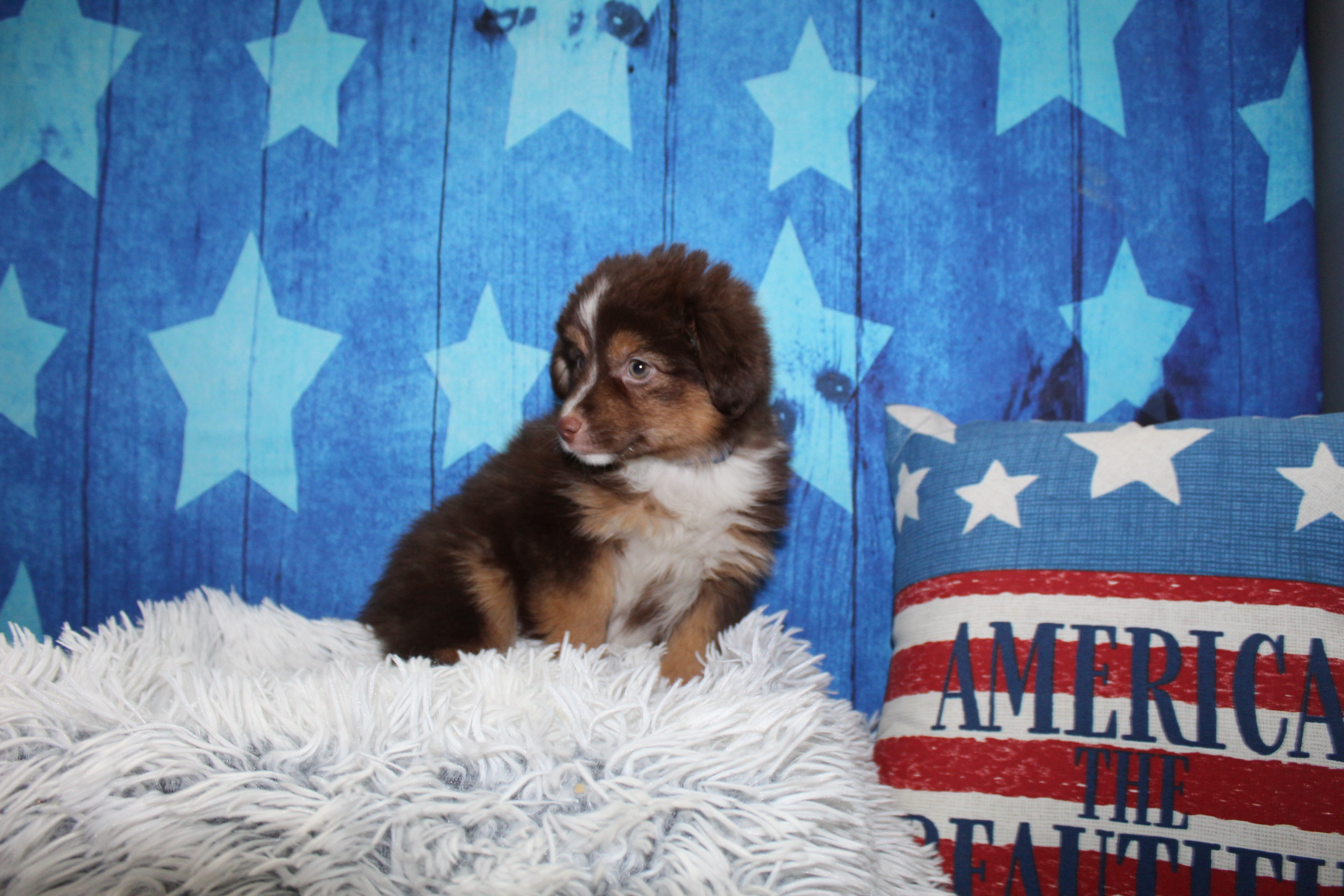 Toy Aussies image 3