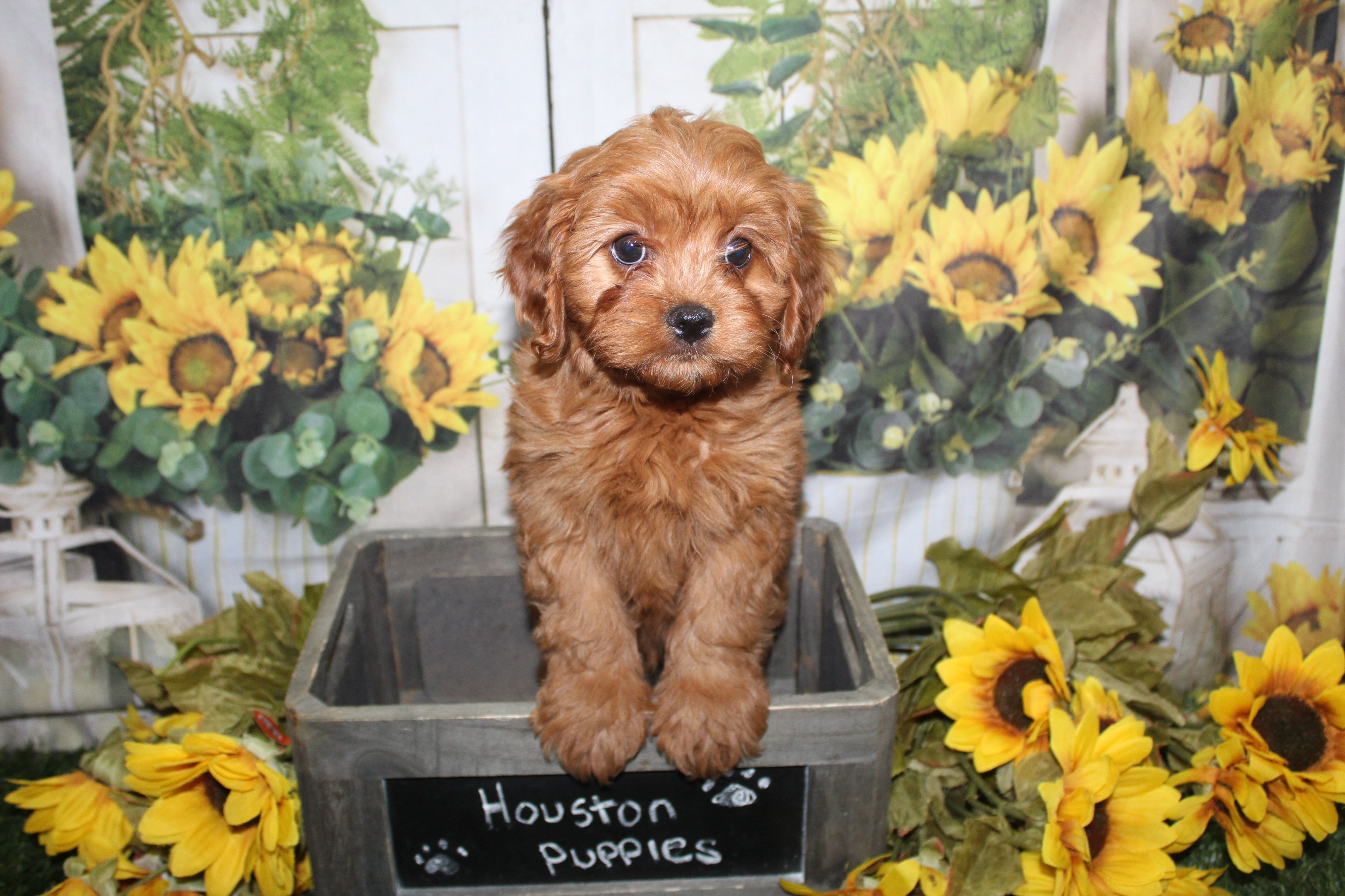 Cavapoo Puppies image 1