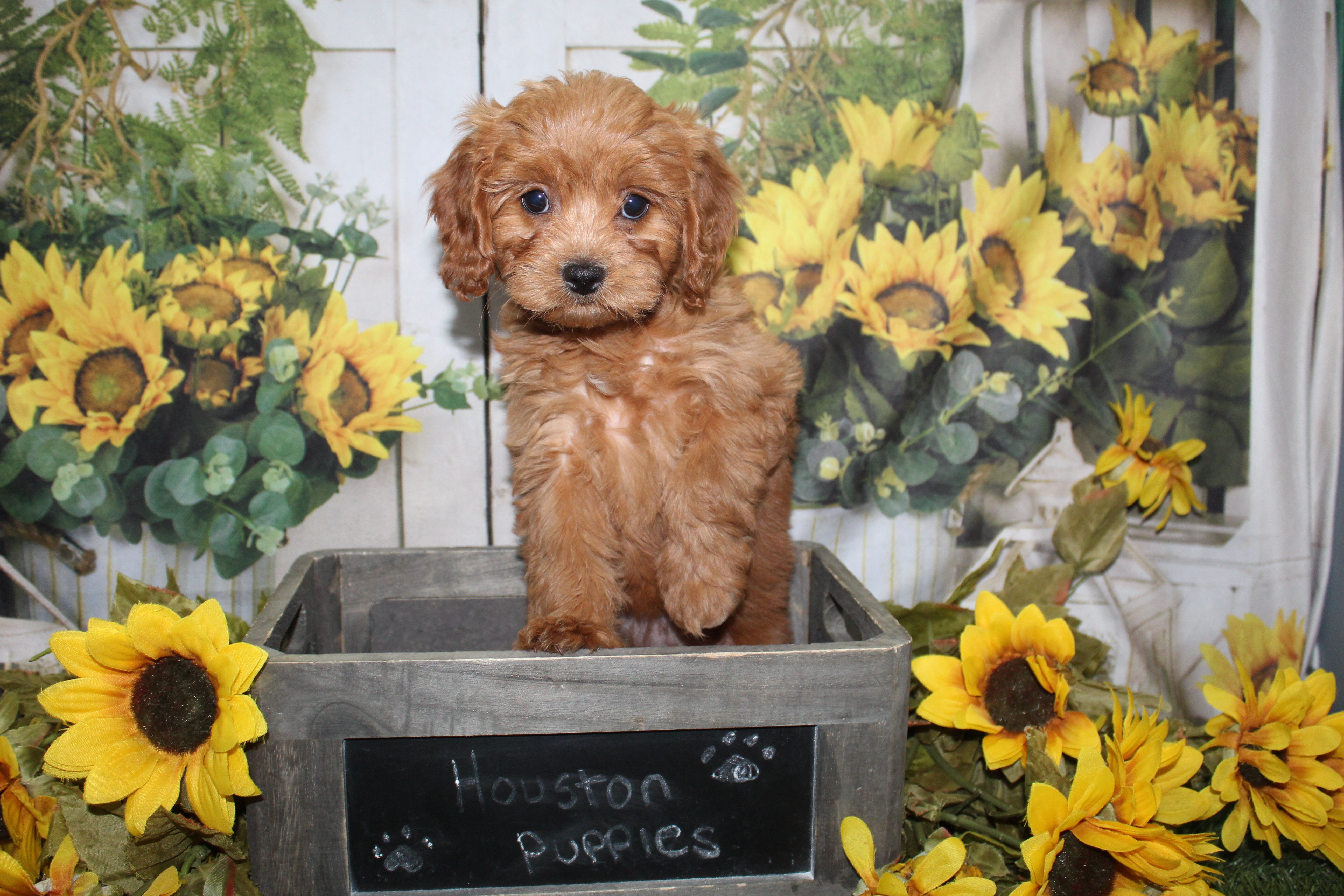 Cavapoo Puppies image 2