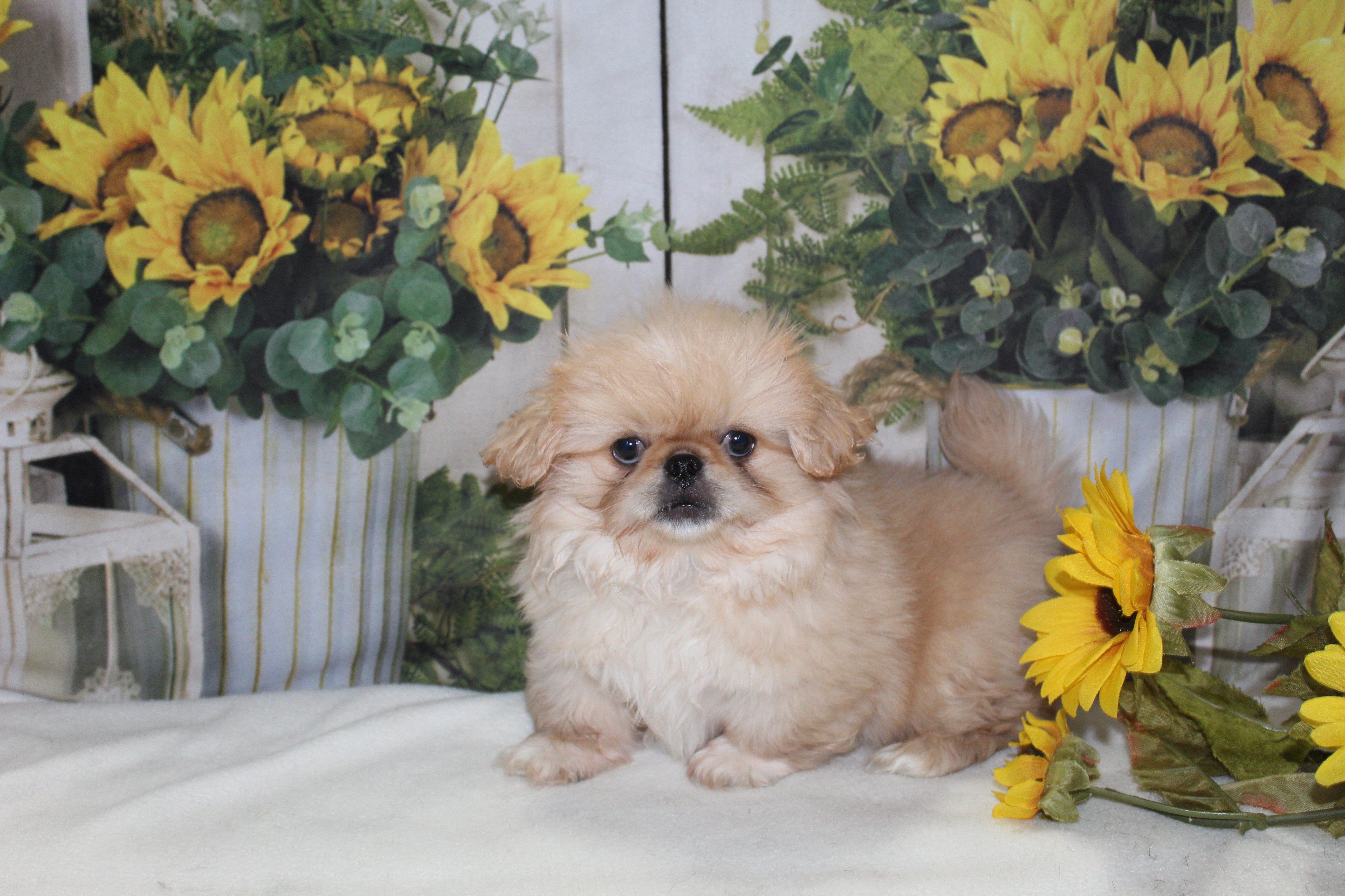 Pekingese Puppies image 1