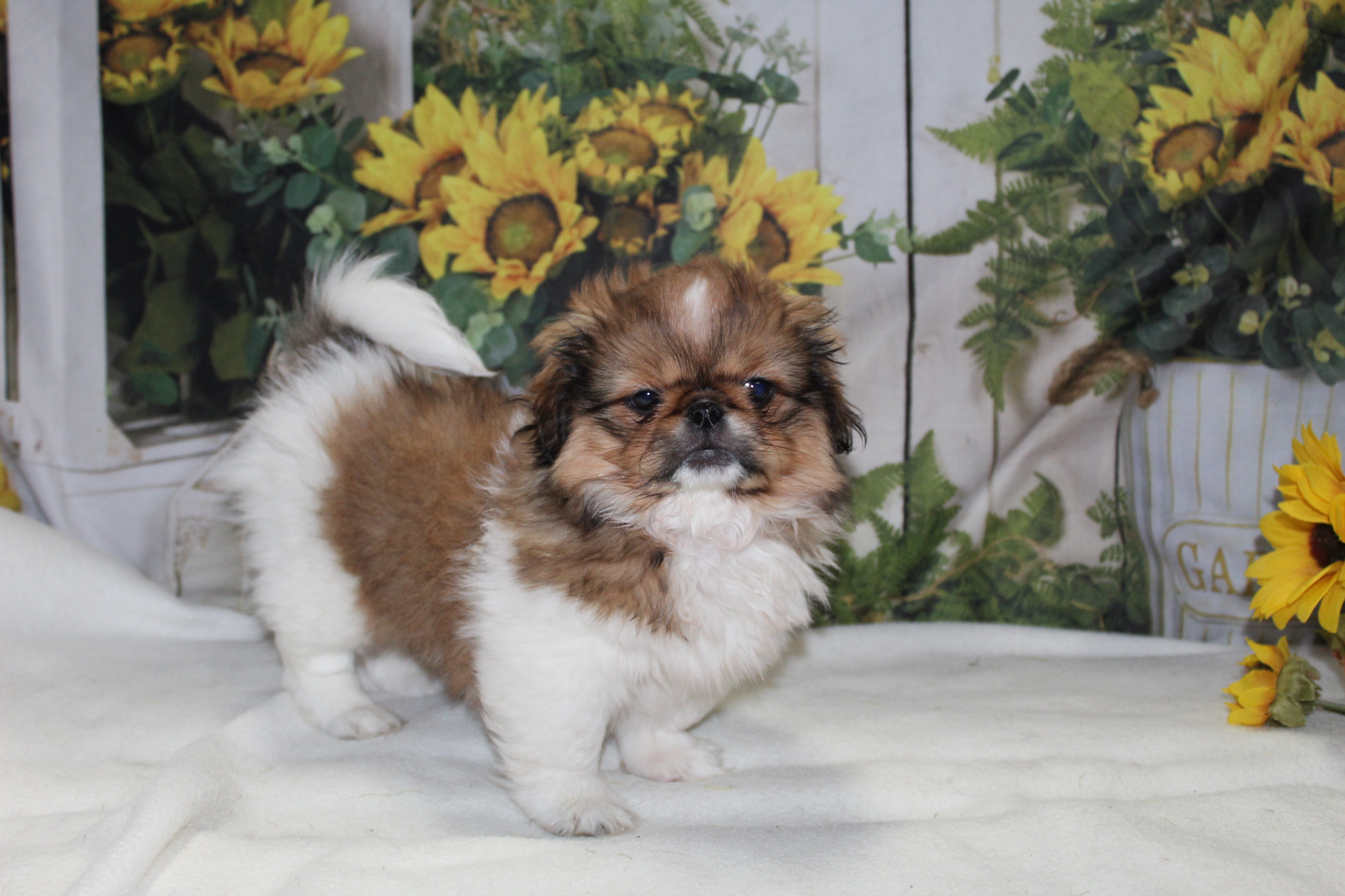 Pekingese Puppies image 2