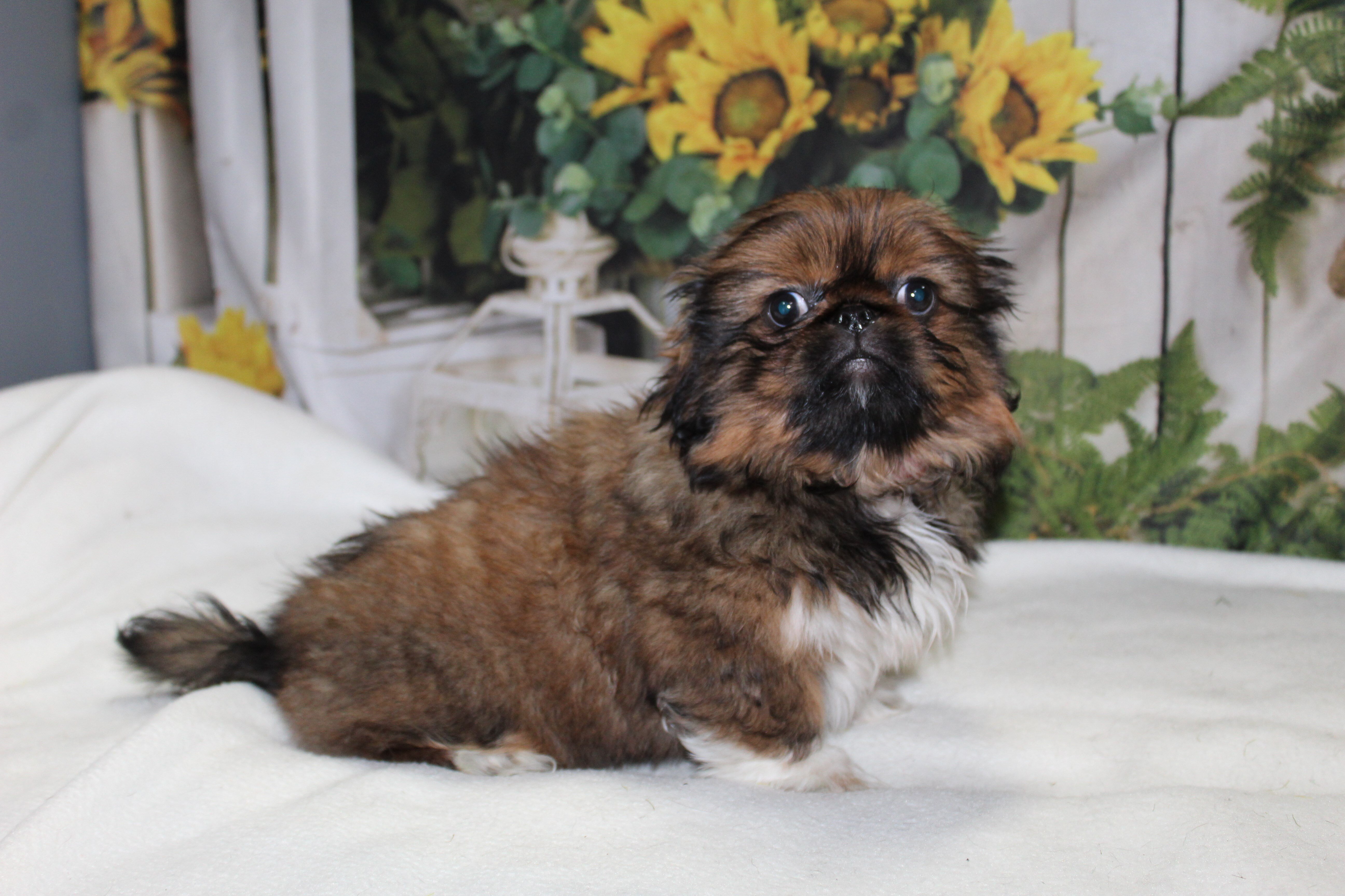 Pekingese Puppies image 3