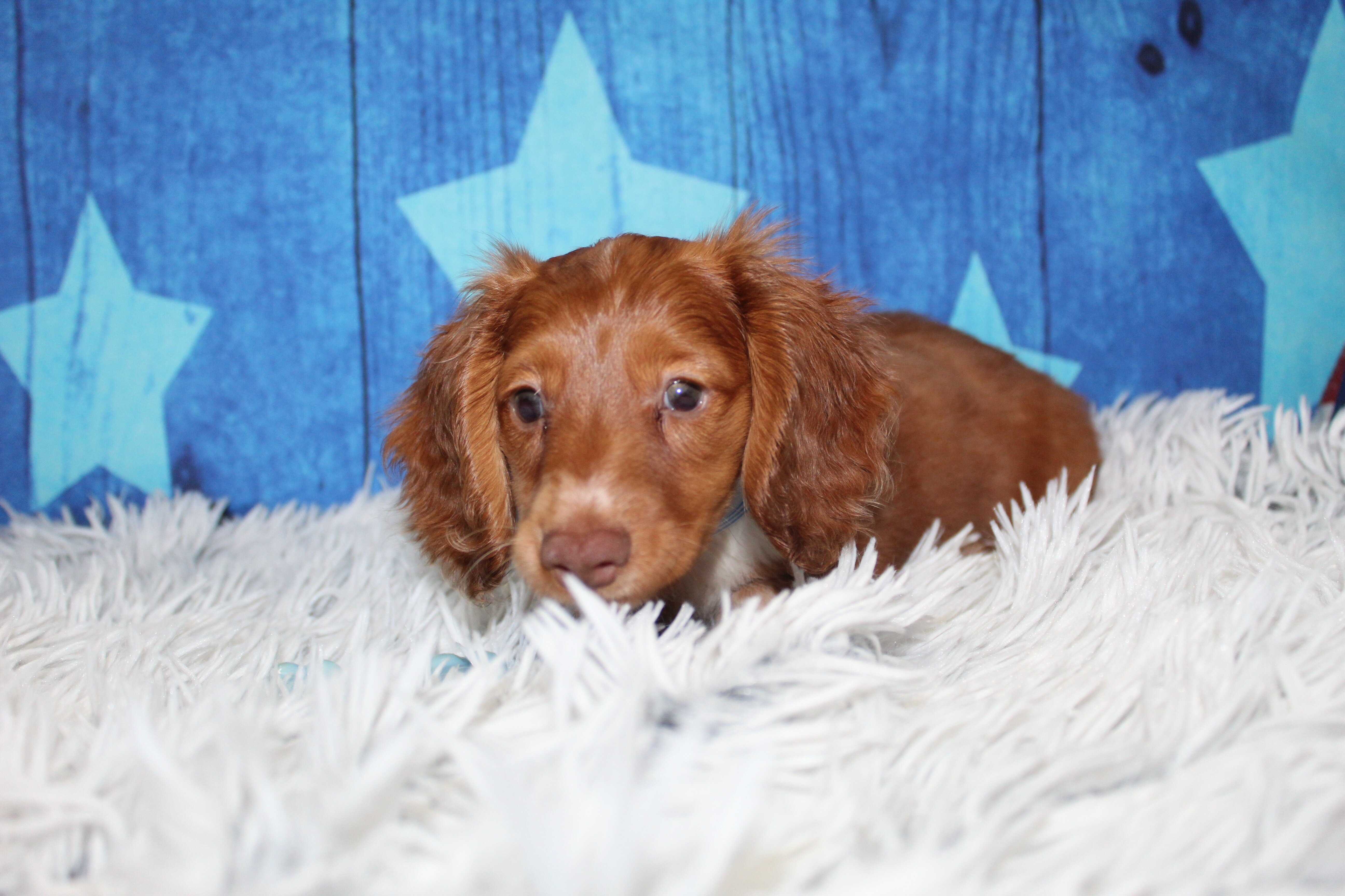 Mini Dachshunds image 1