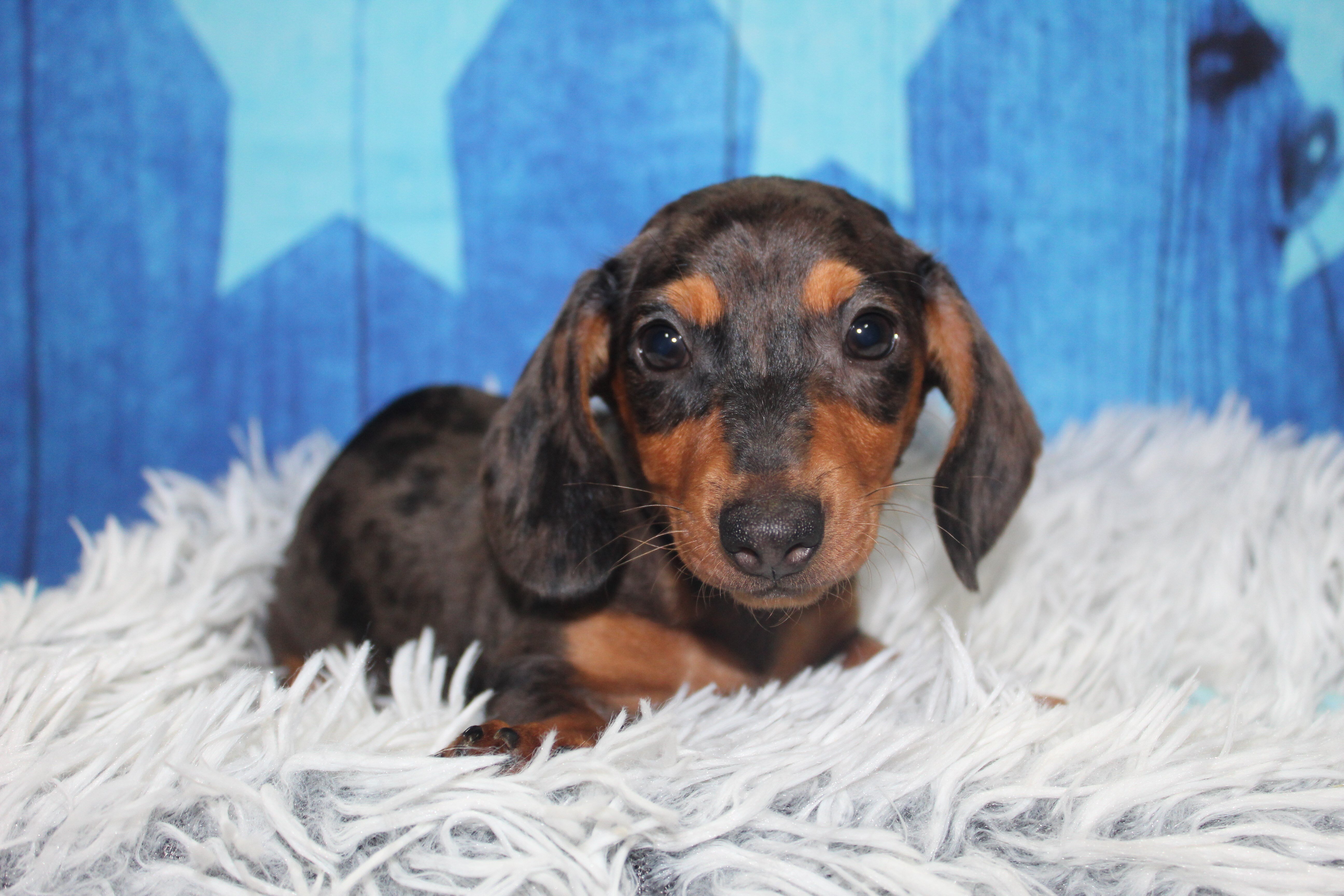 Mini Dachshunds image 2