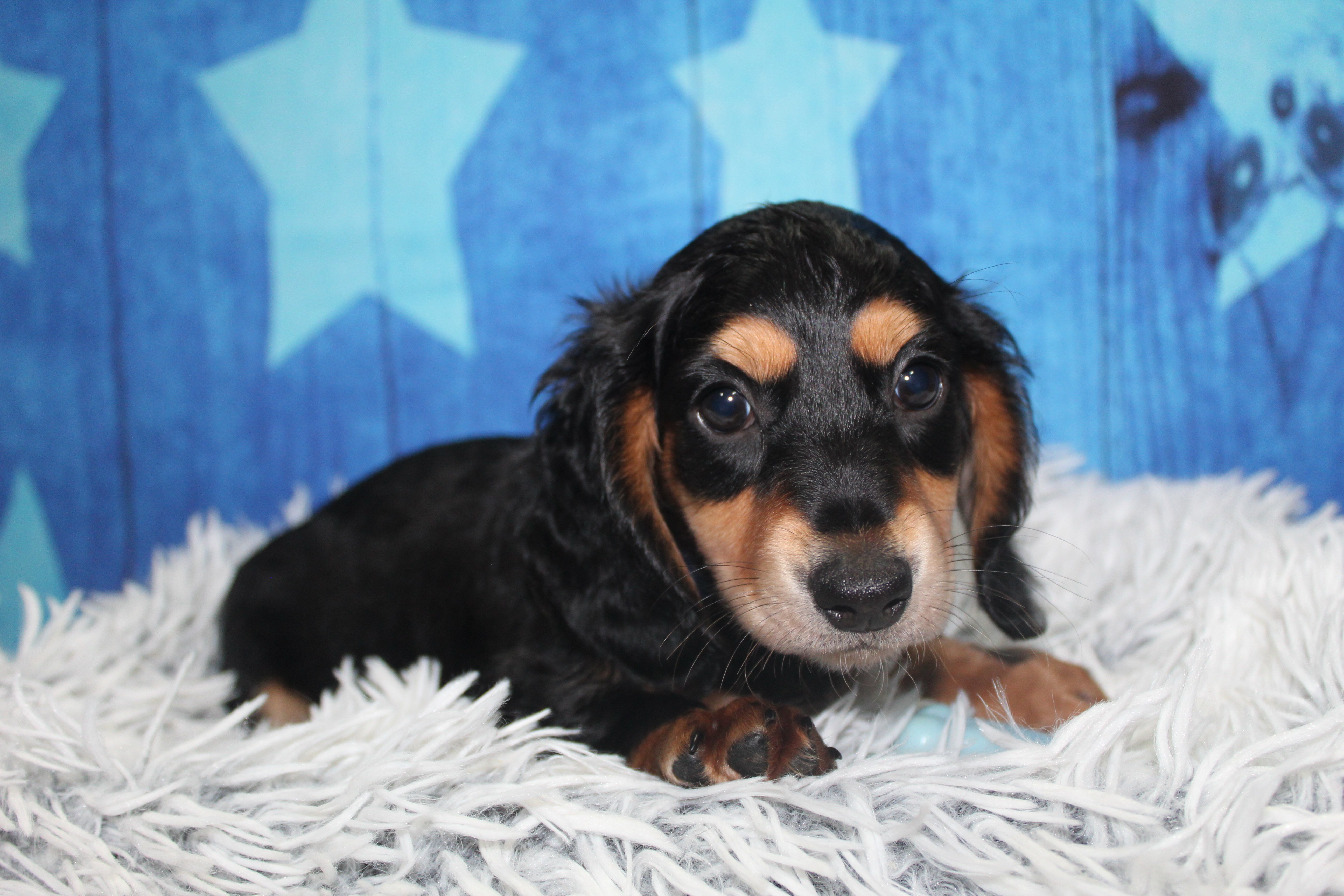 Mini Dachshunds image 3