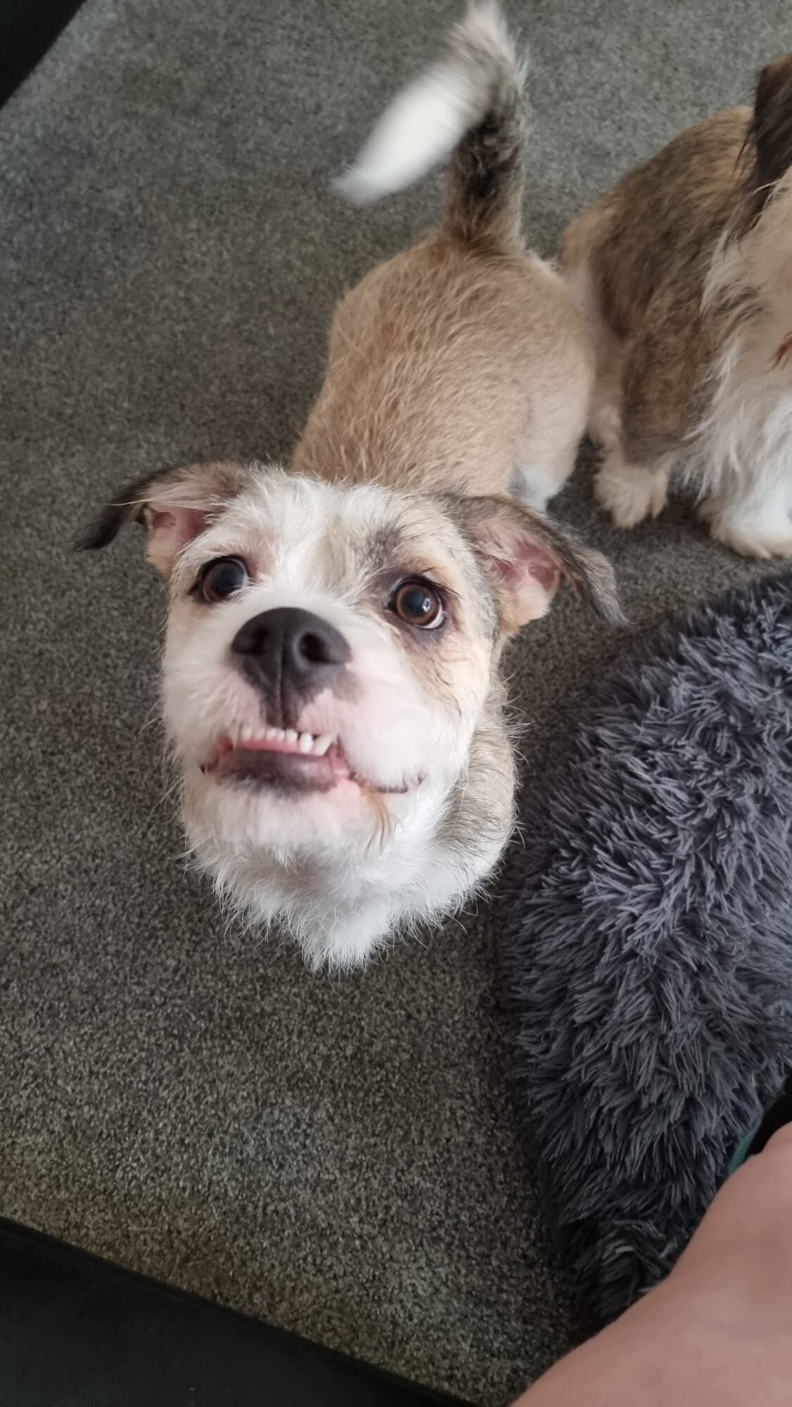 Zoey is a beautiful 4-year-old  Shih Tzu image 1