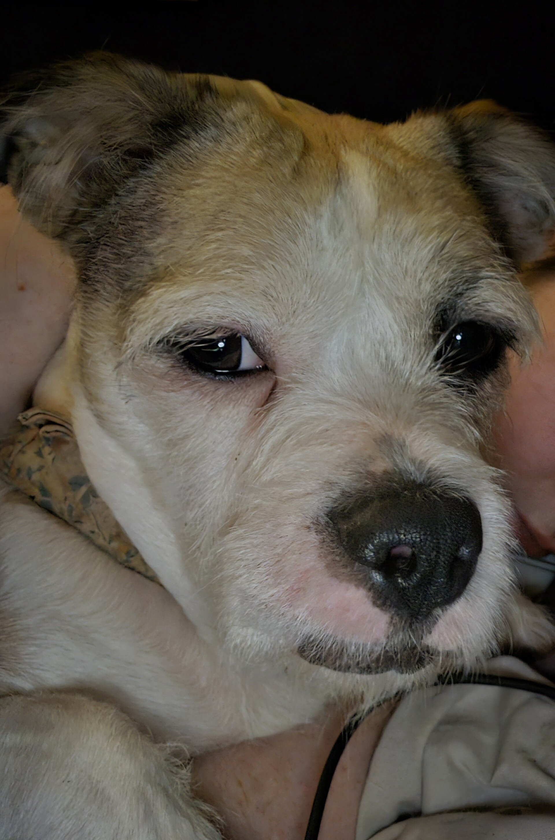 Zoey is a beautiful 4-year-old  Shih Tzu image 3