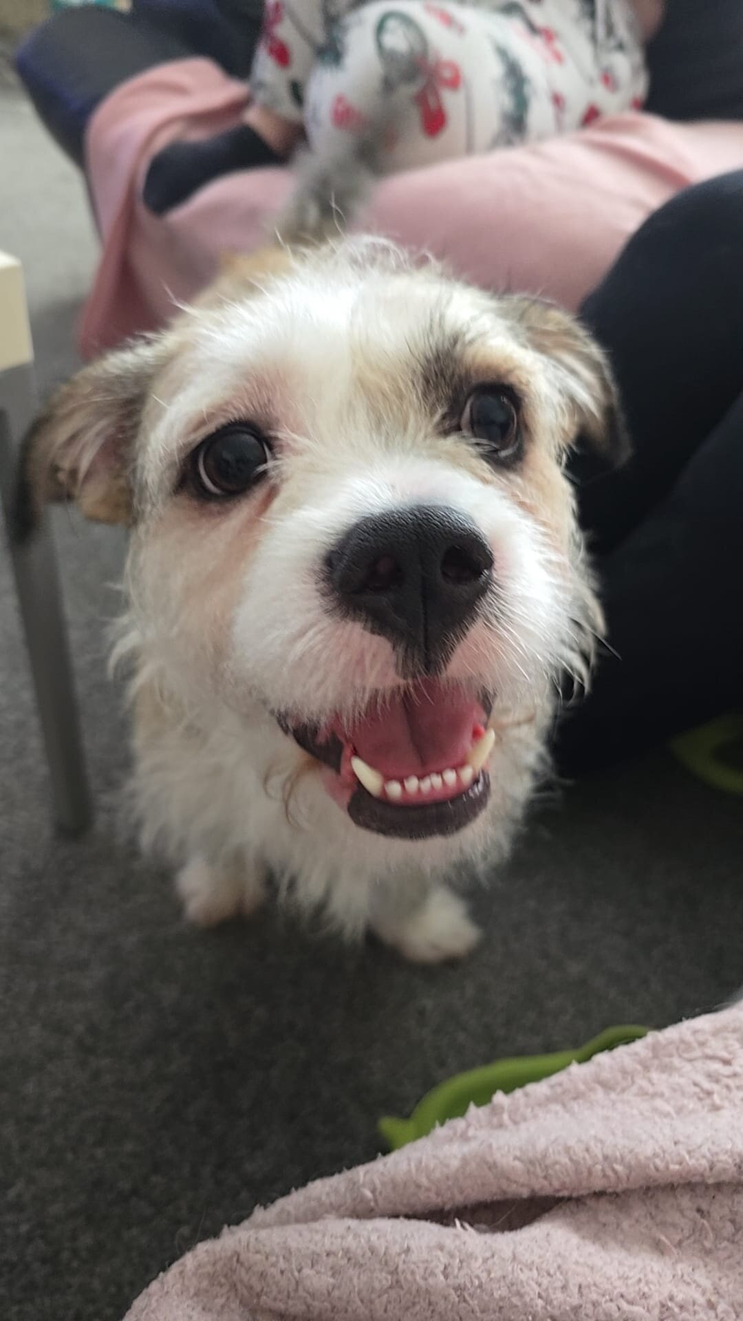 Zoey is a beautiful 4-year-old  Shih Tzu image 2