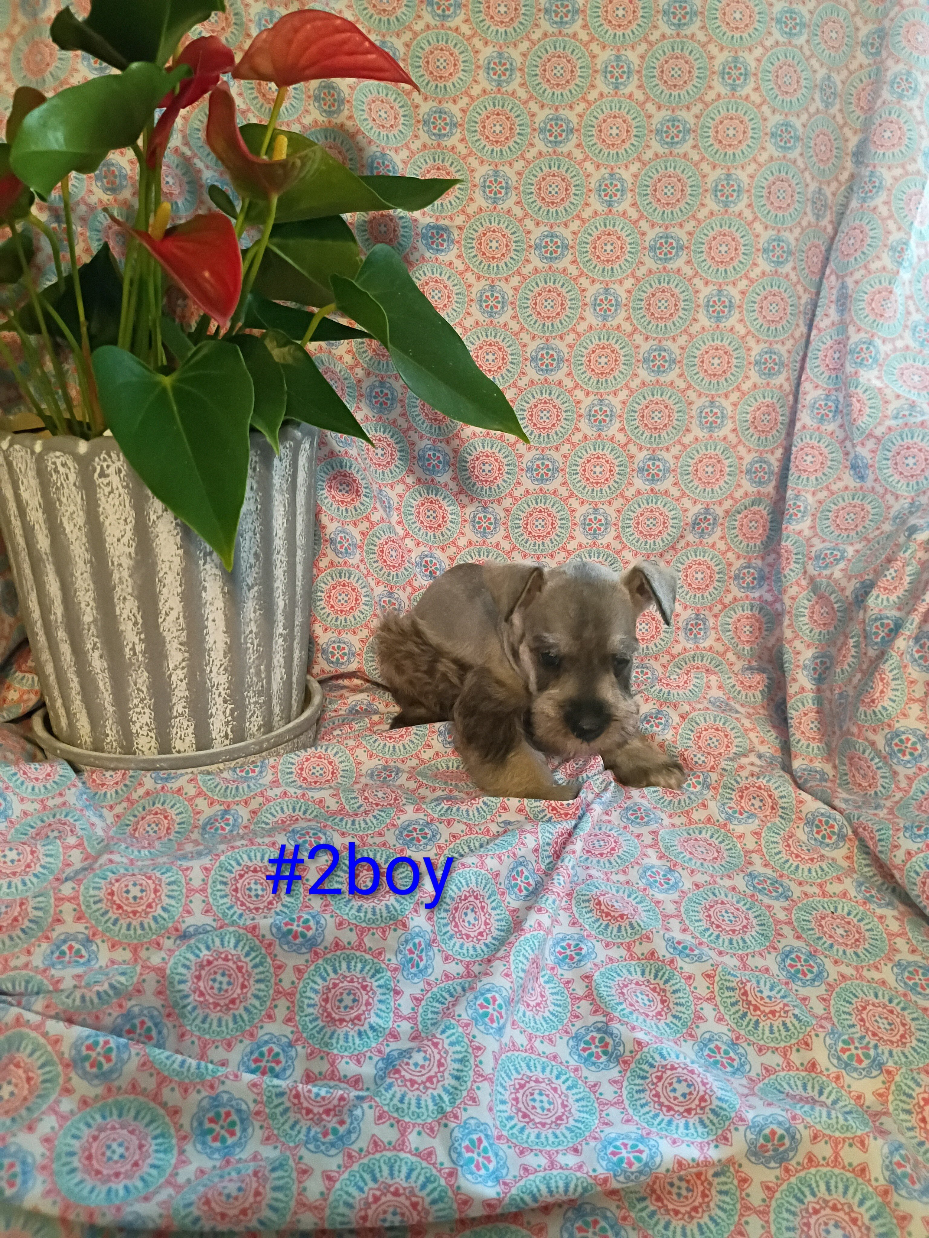 Miniature schnauzer puppies image 3