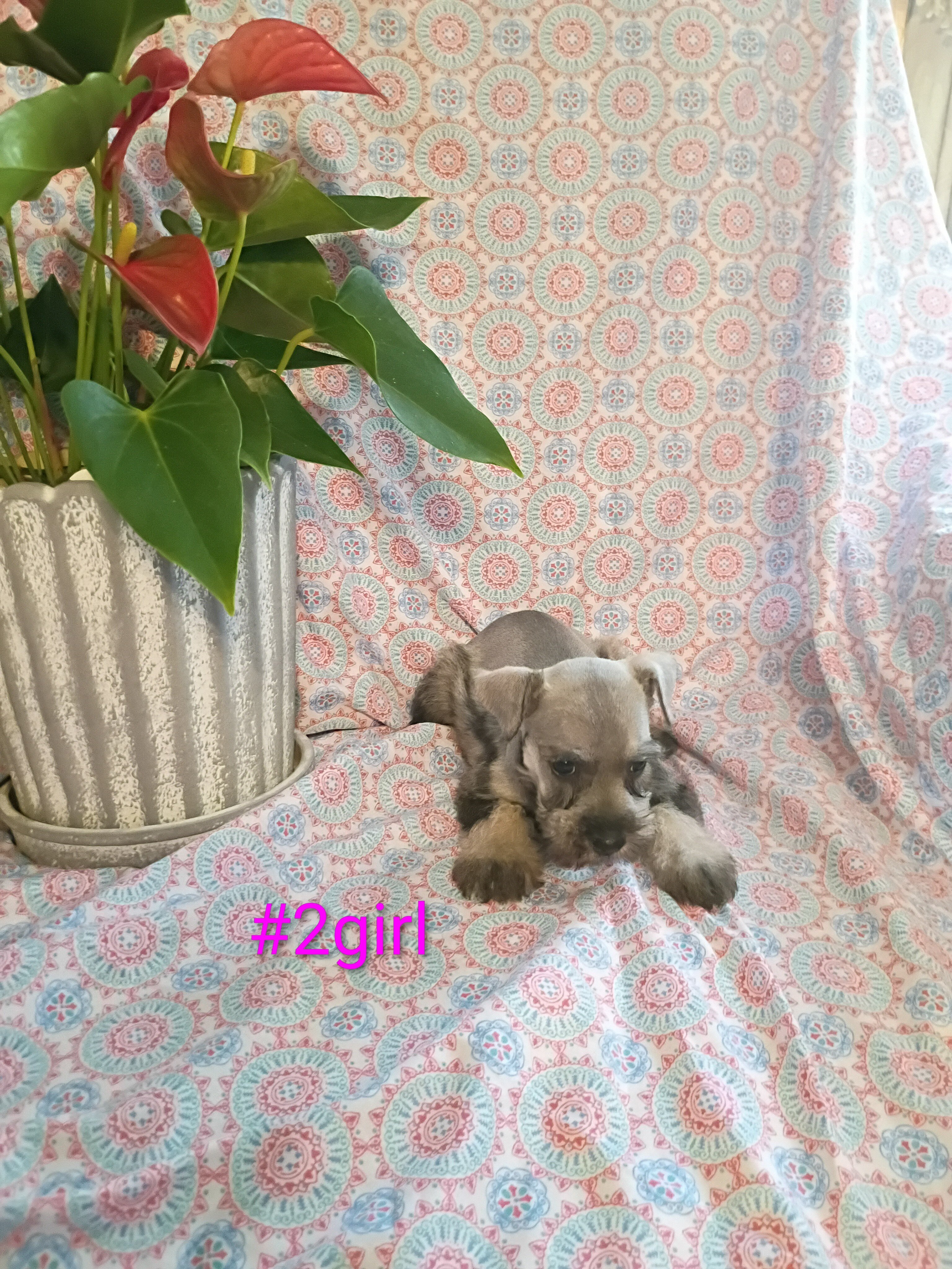Miniature schnauzer puppies image 1