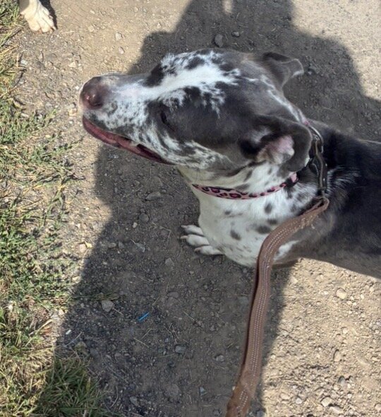 Female mastiff image 1