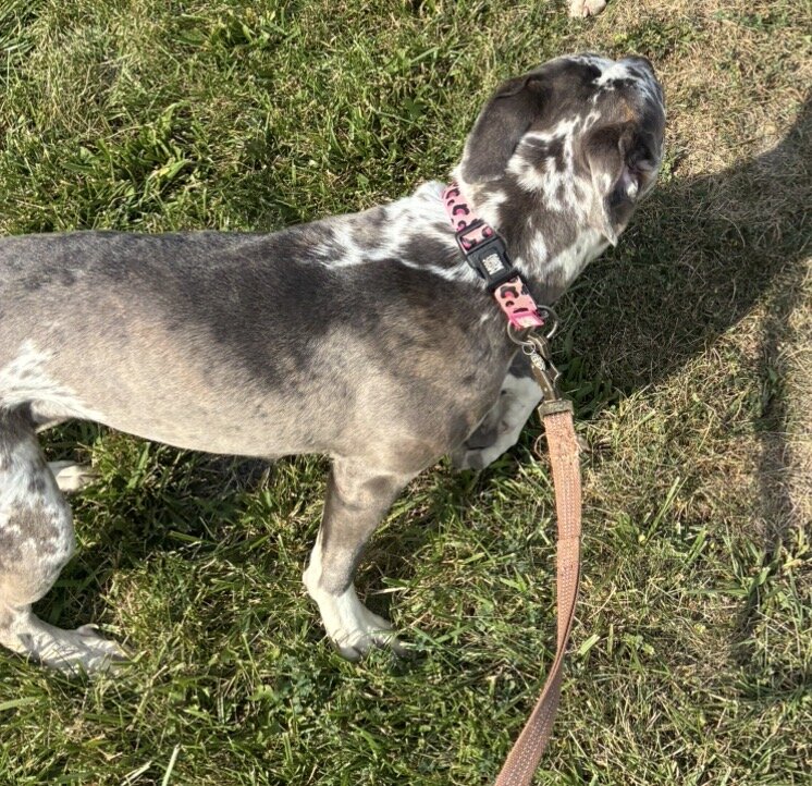 Female mastiff image 2