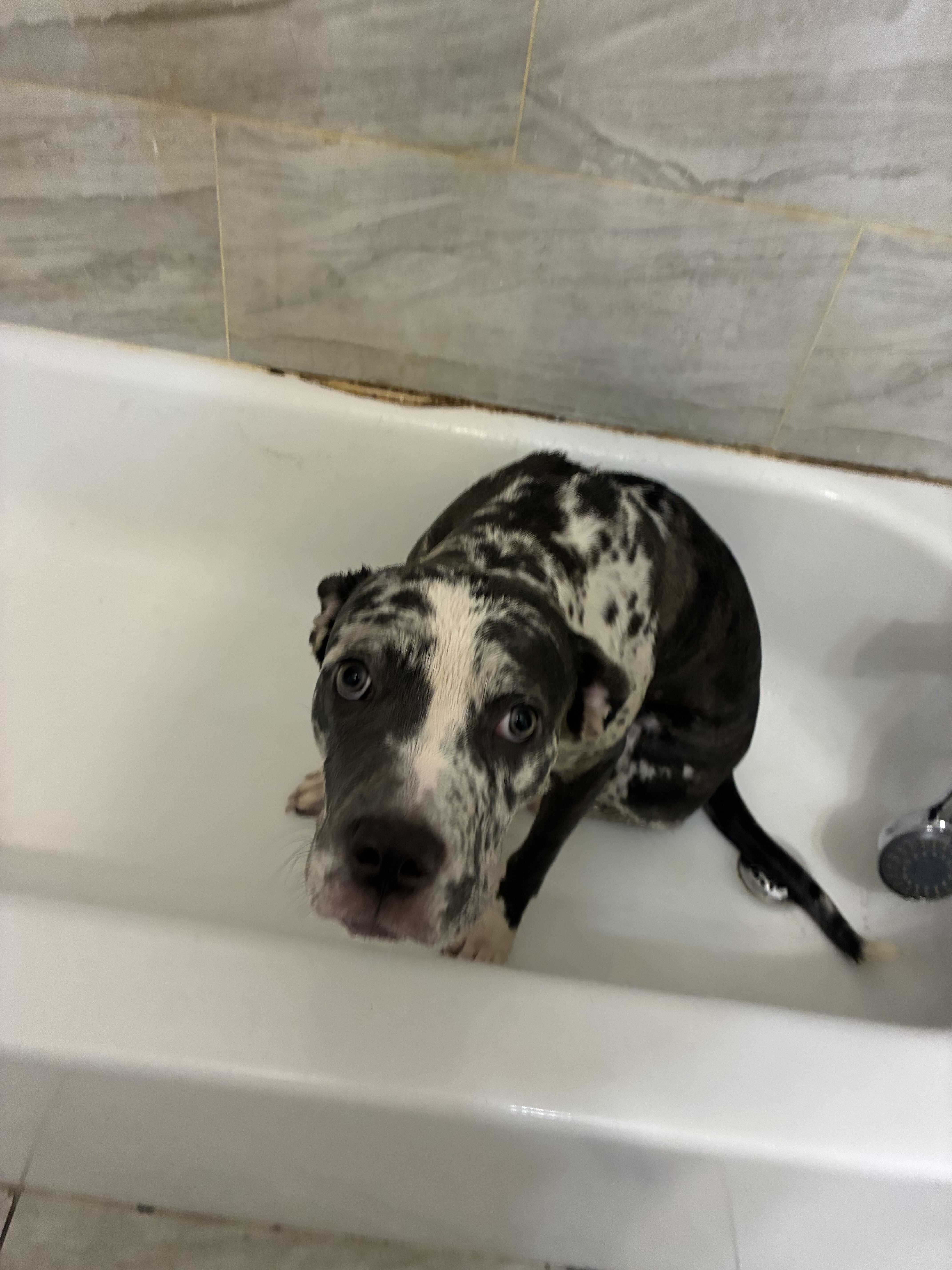 Female mastiff image 3