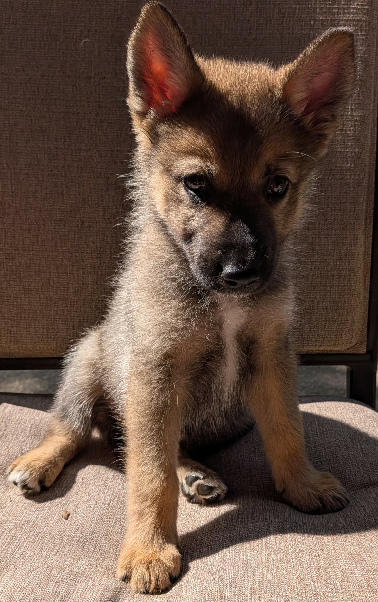 Mostly German Shepherd, Alaskan-Malamute & Husky image 1