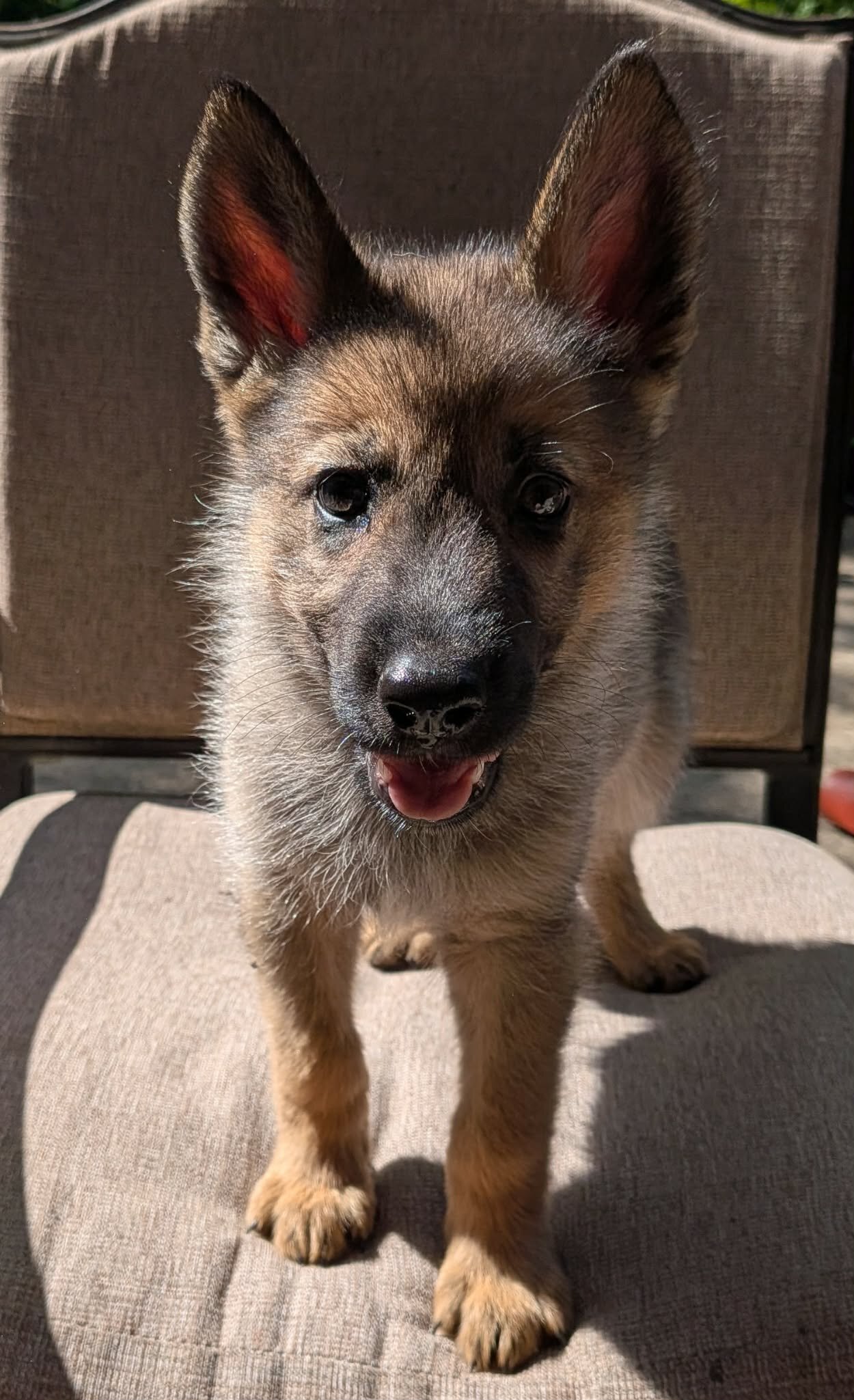 Mostly German Shepherd, Alaskan-Malamute & Husky image 2