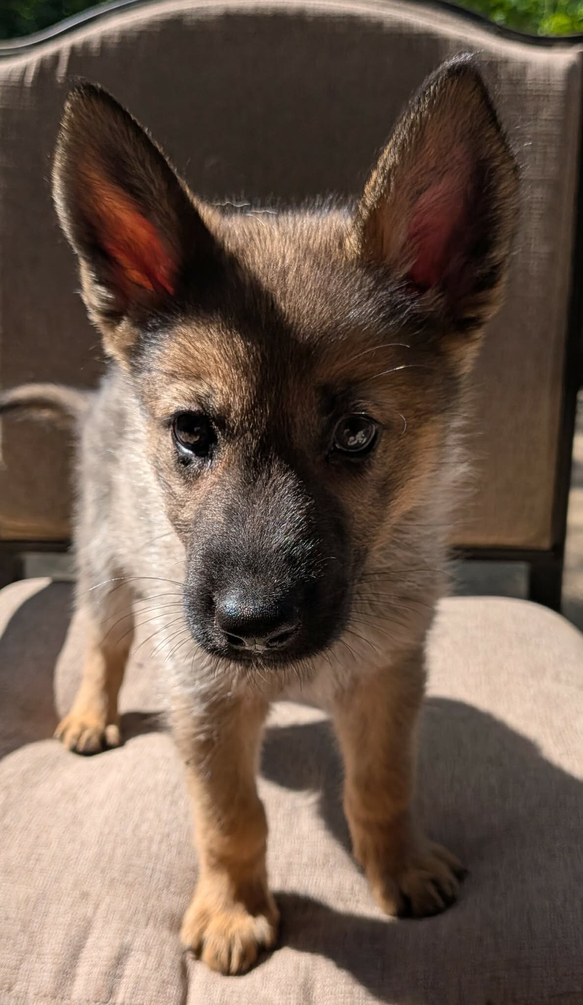 Mostly German Shepherd, Alaskan-Malamute & Husky image 3