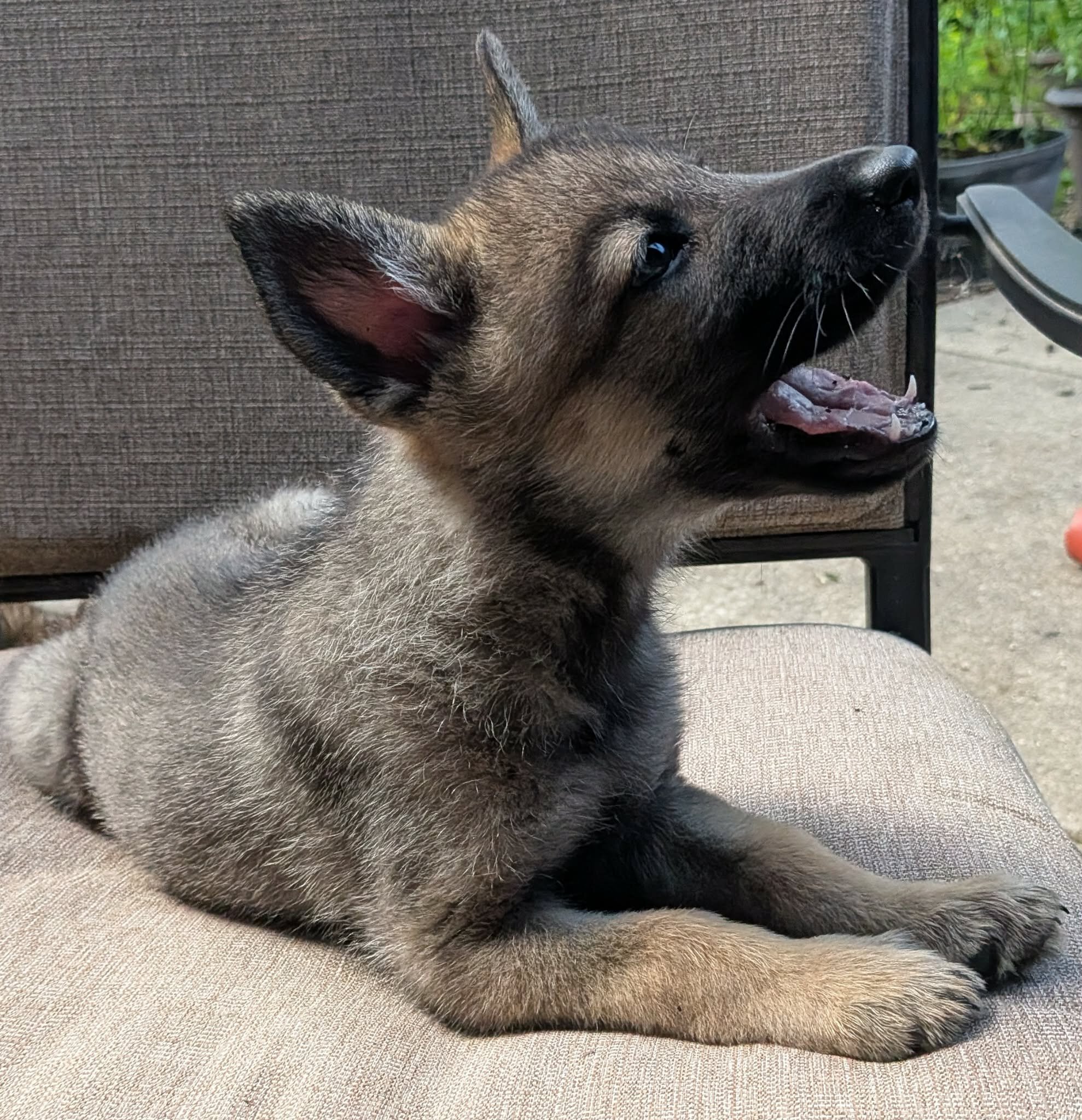 Mostly German Shepherd, Alaskan-Malamute & Husky image 4