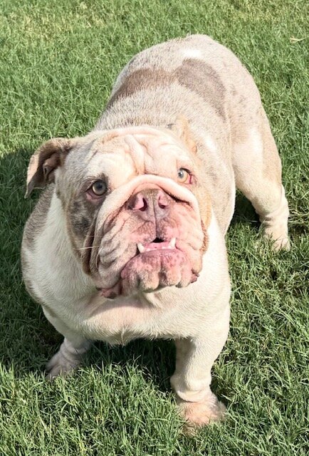 AKC ENGLISH BULLDOG PUPPIES image 8