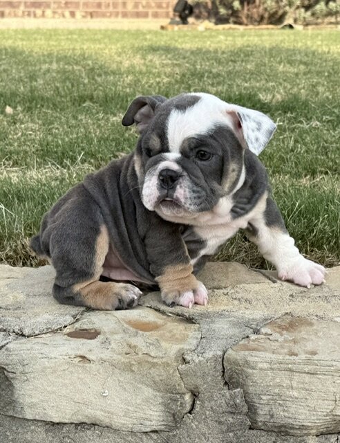 AKC ENGLISH BULLDOG PUPPIES image 2